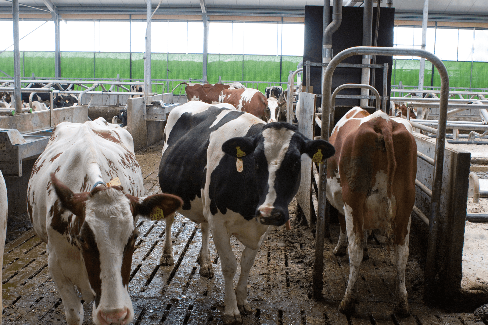 Het fosfaatreductieplan zit vol met absurditeiten - Foto: Jan Sibon