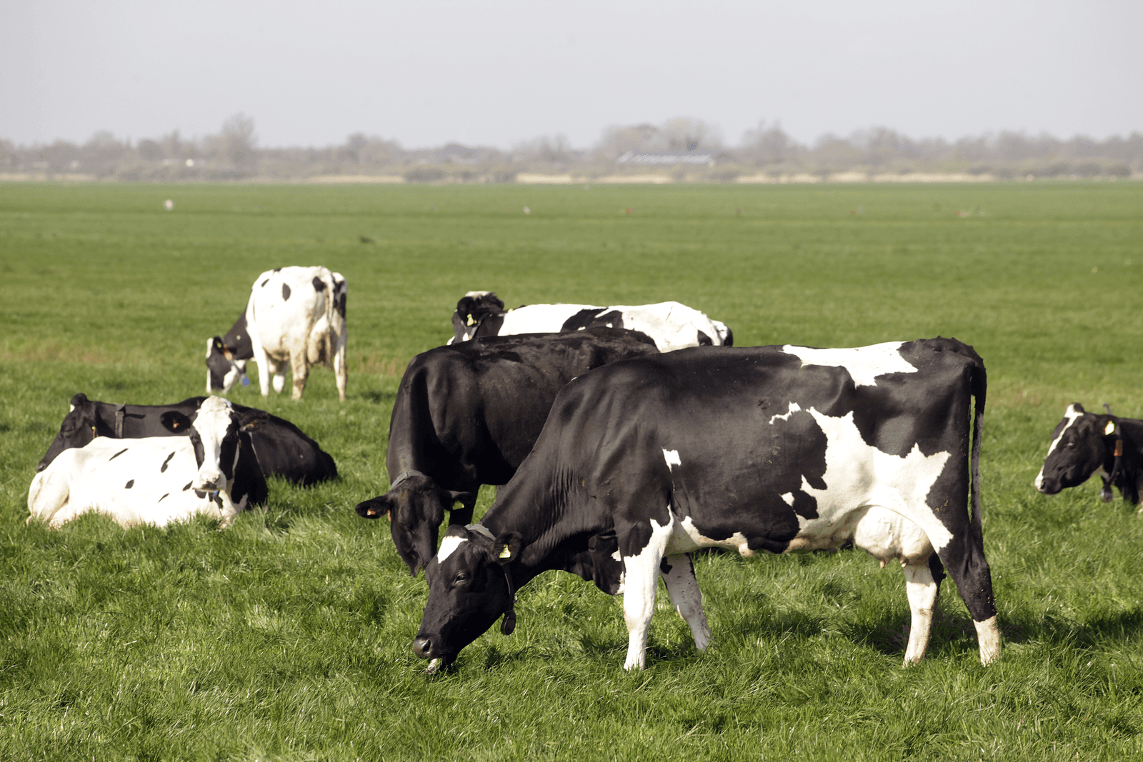 Grondgebonden alternatief voor fosfaatplan - Foto: Ton Kastermans Fotografie