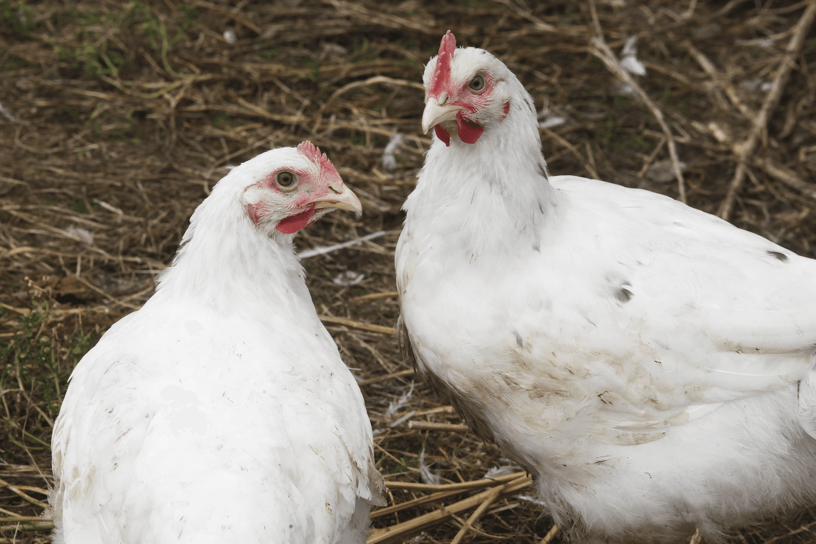 Tekort geschikte pluimveerassen frustreert groei biovlees in Duitsland - Foto: Ton Kastermans Fotografie