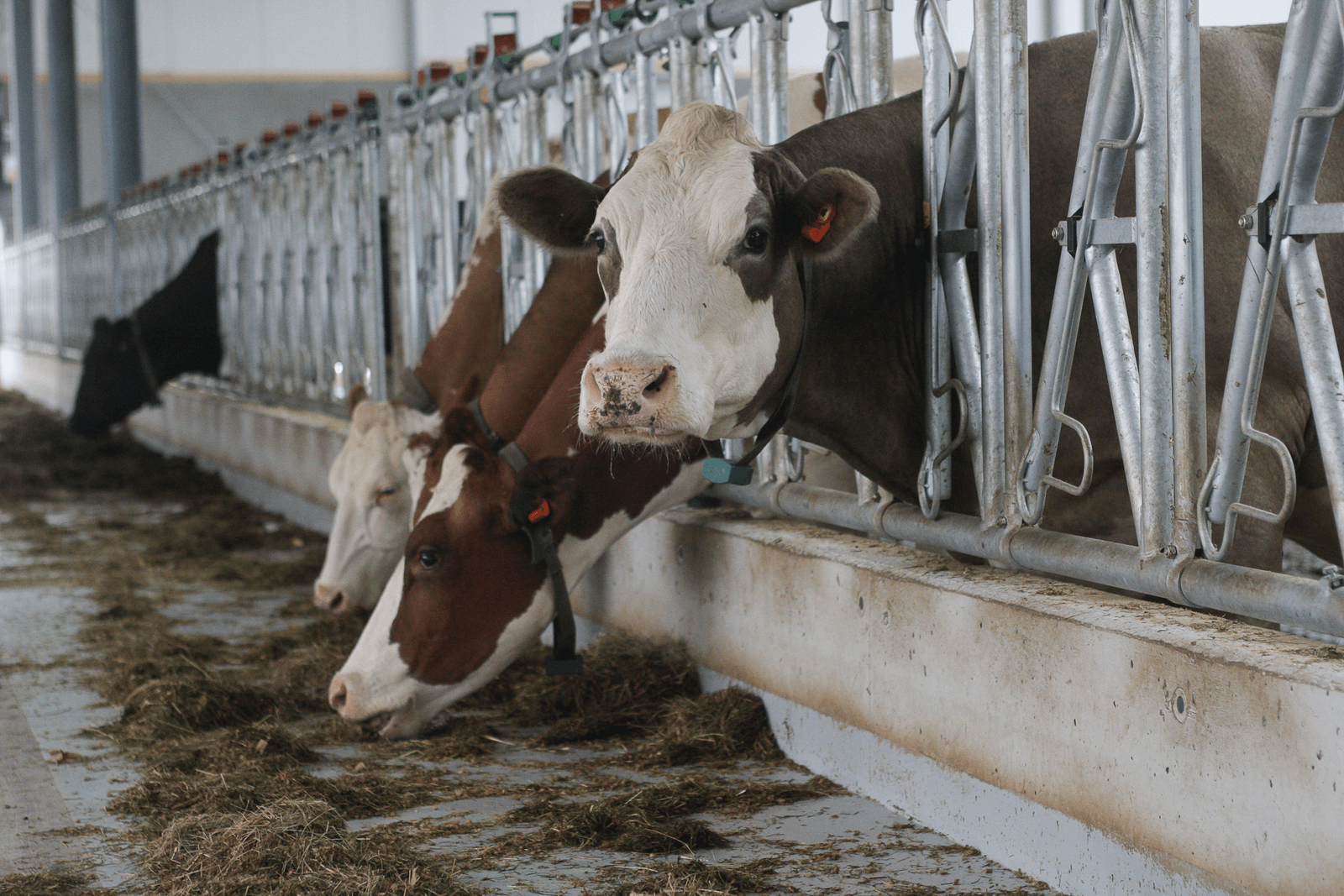 Niet zeuren over fosfaatakkoord, maar aanpassen - Foto: Ronald Hissink