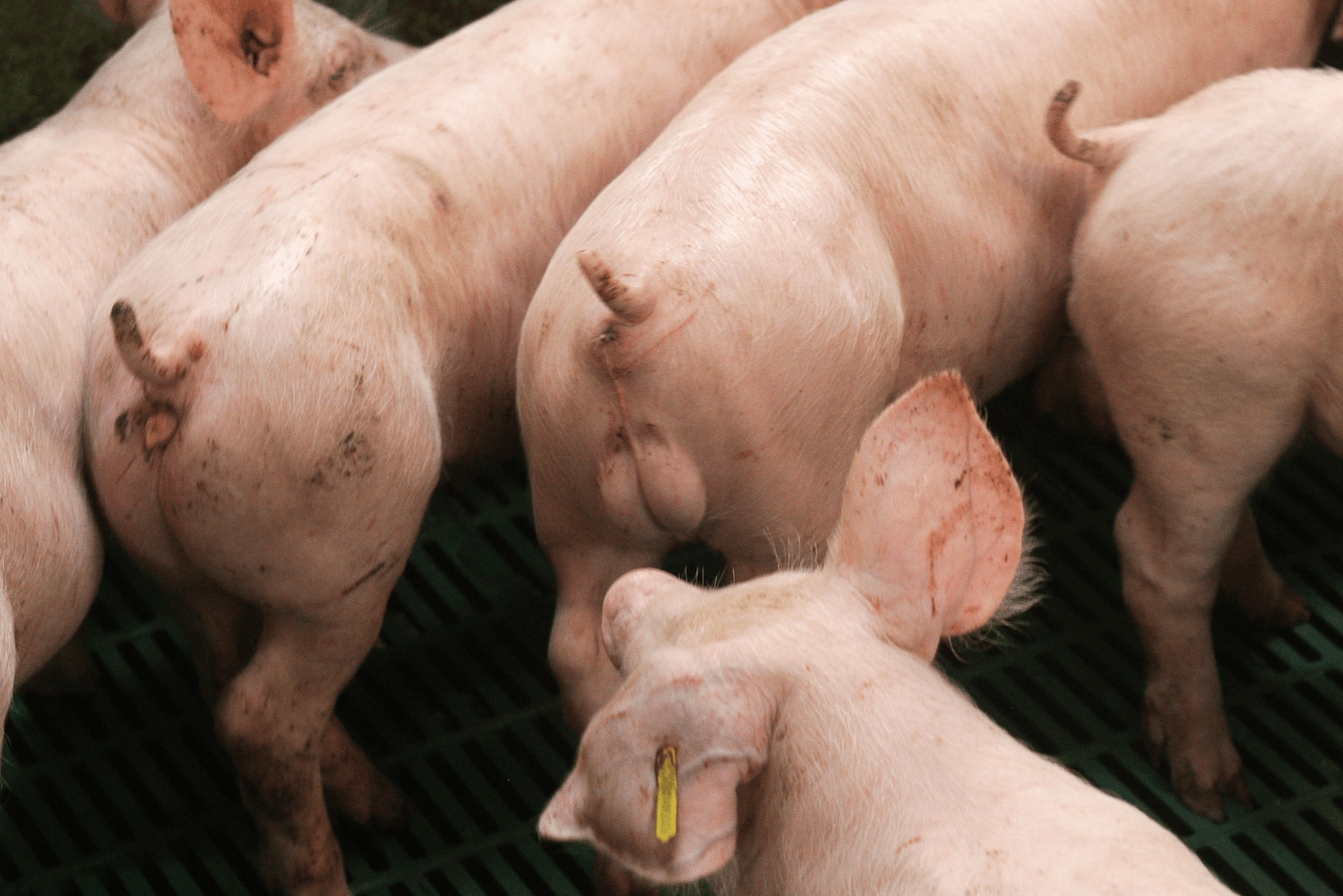 Duitse biggenimport stijgt door castratieverbod - Foto: Ronald Hissink