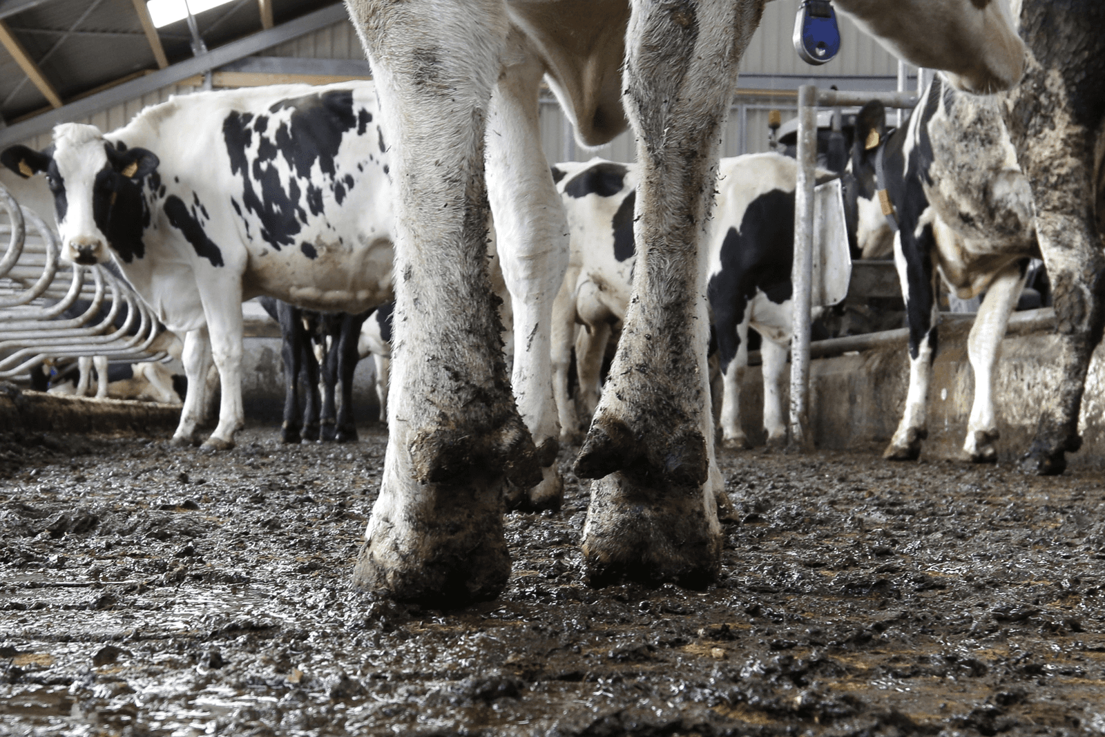 Fosfaatplan: minder melk en premie voor afvoer koeien - Foto: Ruud Ploeg