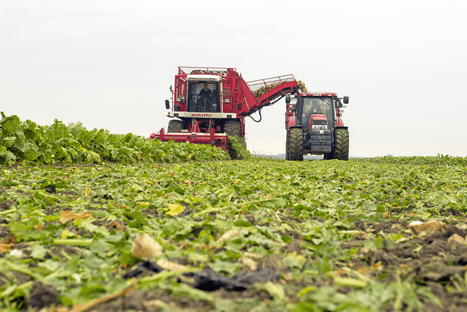 Benut regionale verschillen in opbrengst bieten - Foto: Koos van der Spek