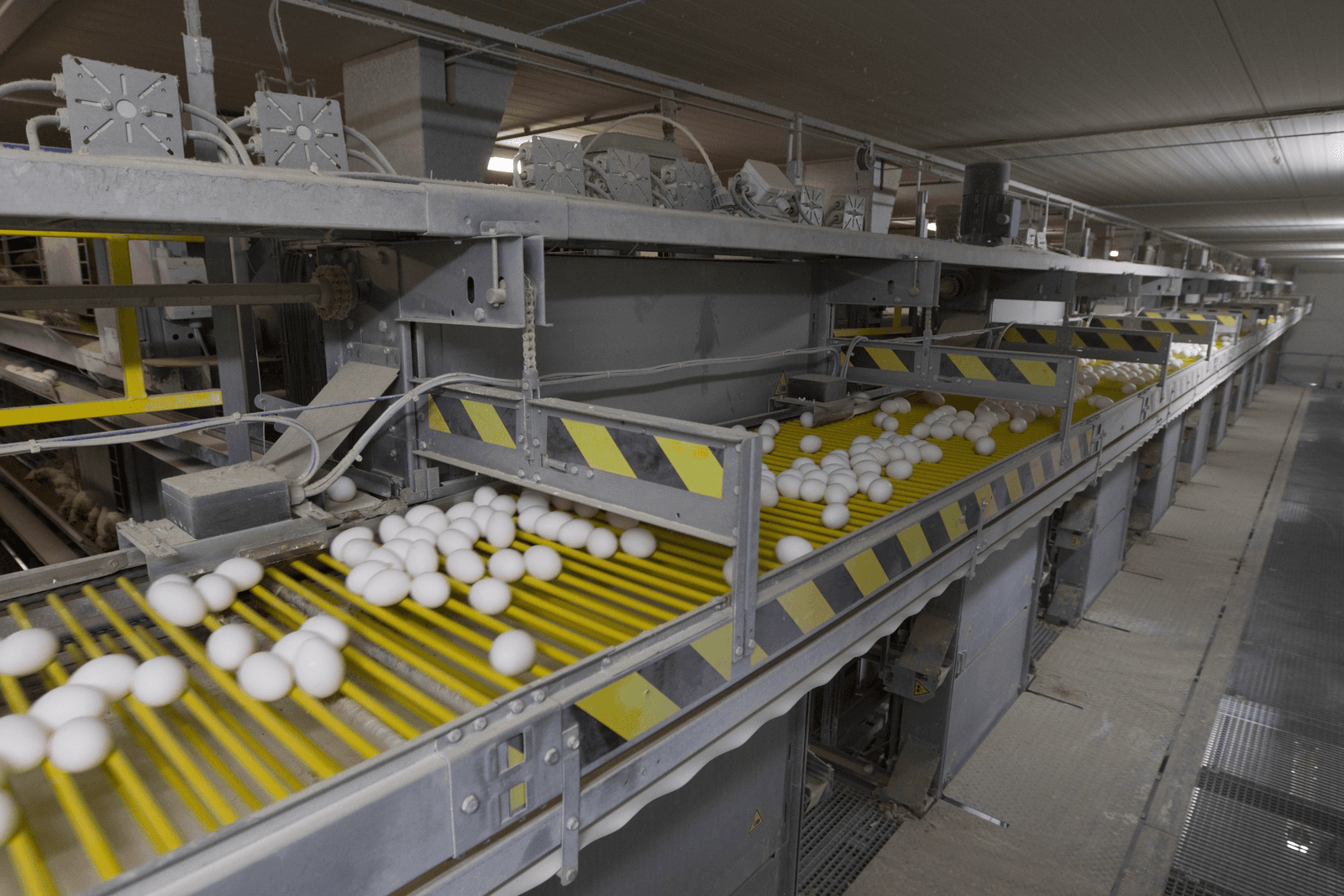 EU-eierimport en -export blijft achter - Foto: Dennis Beek
