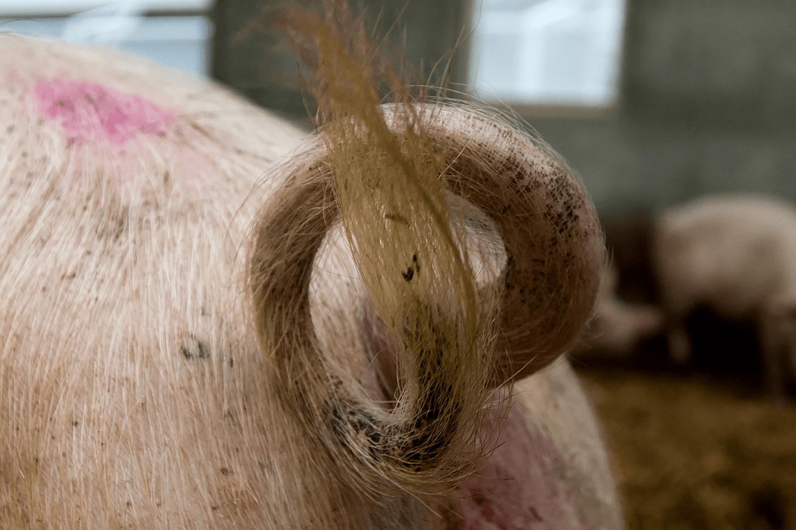 Foto: Ronald Hissink