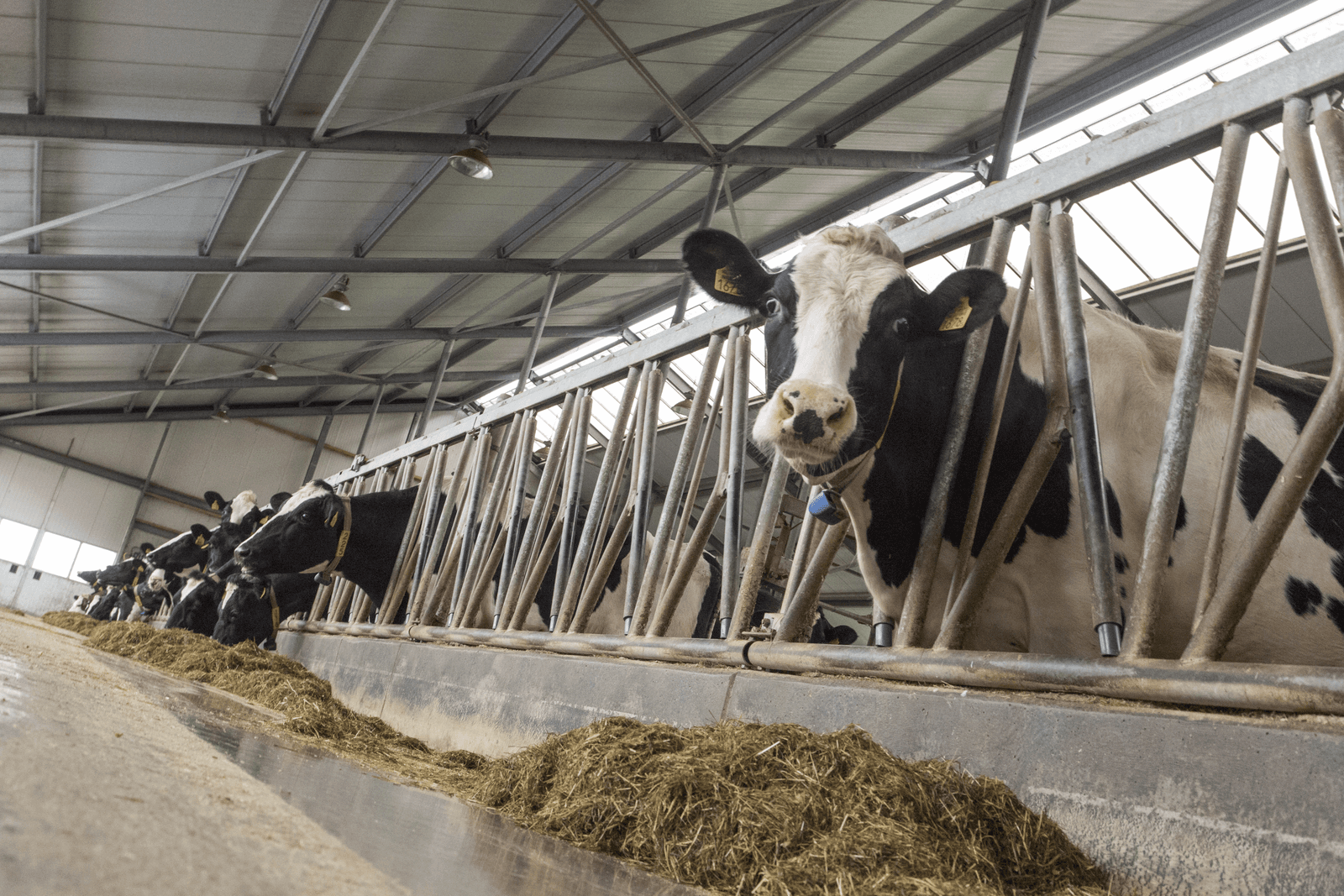Fosfaatreductieplan: 200.000 koeien minder - Foto: Koos Groenewold