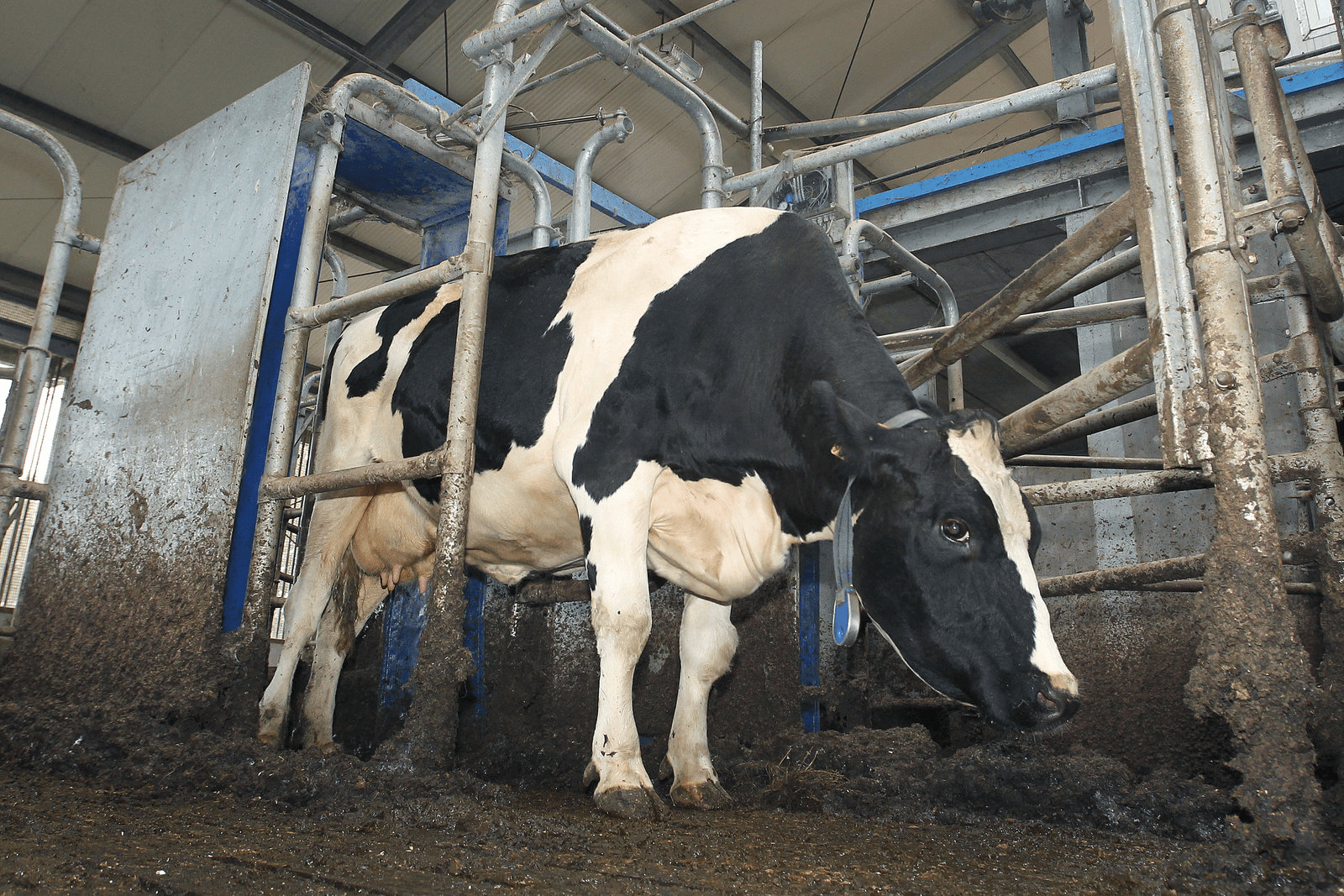 Wie minder beurt voor zijn melk, kan minder financieren - Foto: Peter Roek