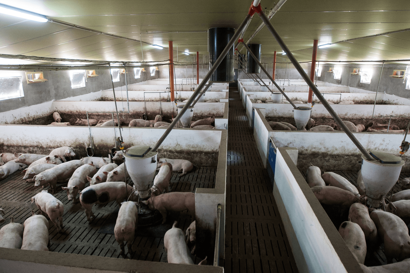 Een nieuwe stal met vleesvarkens in Polen - Foto: Ronald Hissink