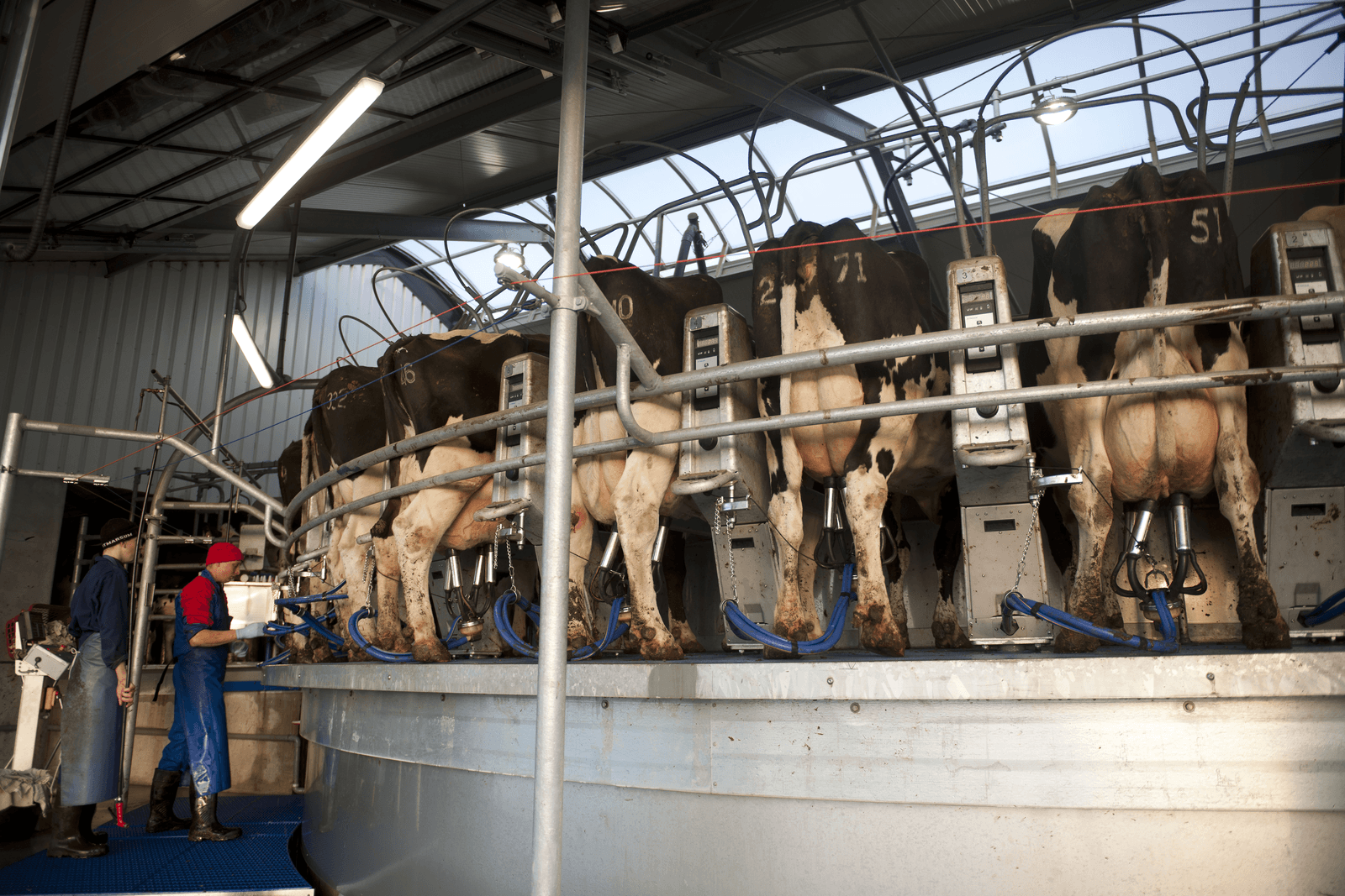 'Hogere melkprijs: zegen of zorg?' - Foto: Mark Pasveer
