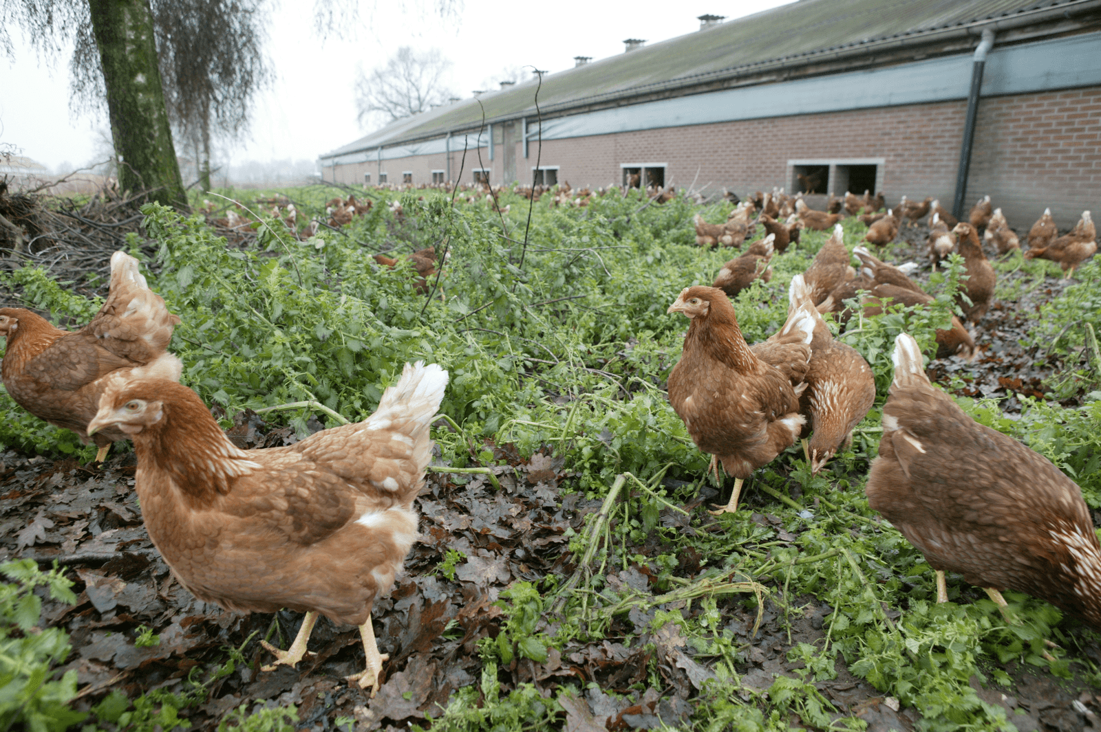 Foto: Jan Willem Schouten