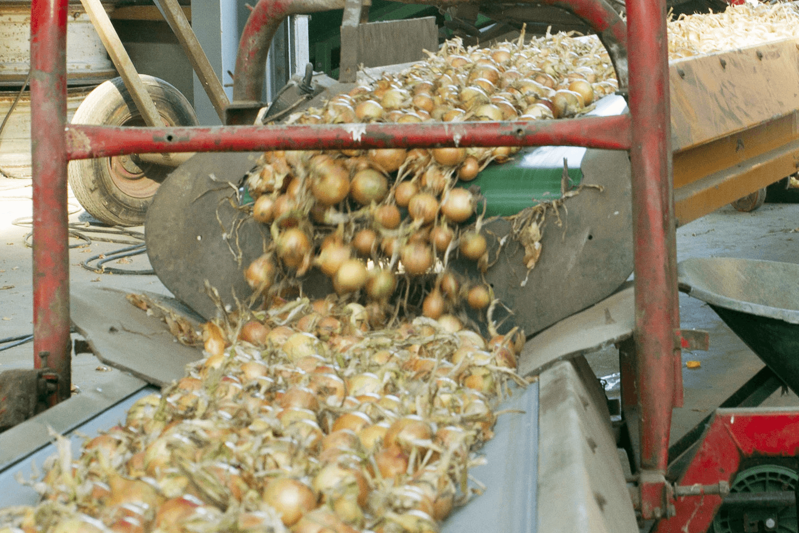 Uienexport loopt ruim 30.000 ton voor op vorig jaar - Foto: Carin Vos