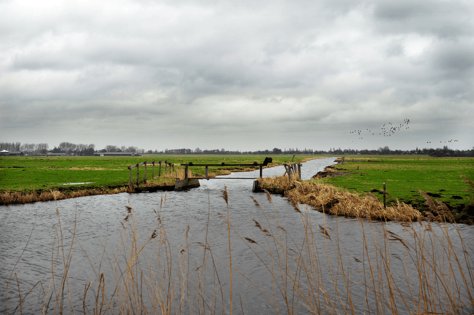 Van Dam: meer geld voor weidevogels zou mooi zijn - Foto: ANP