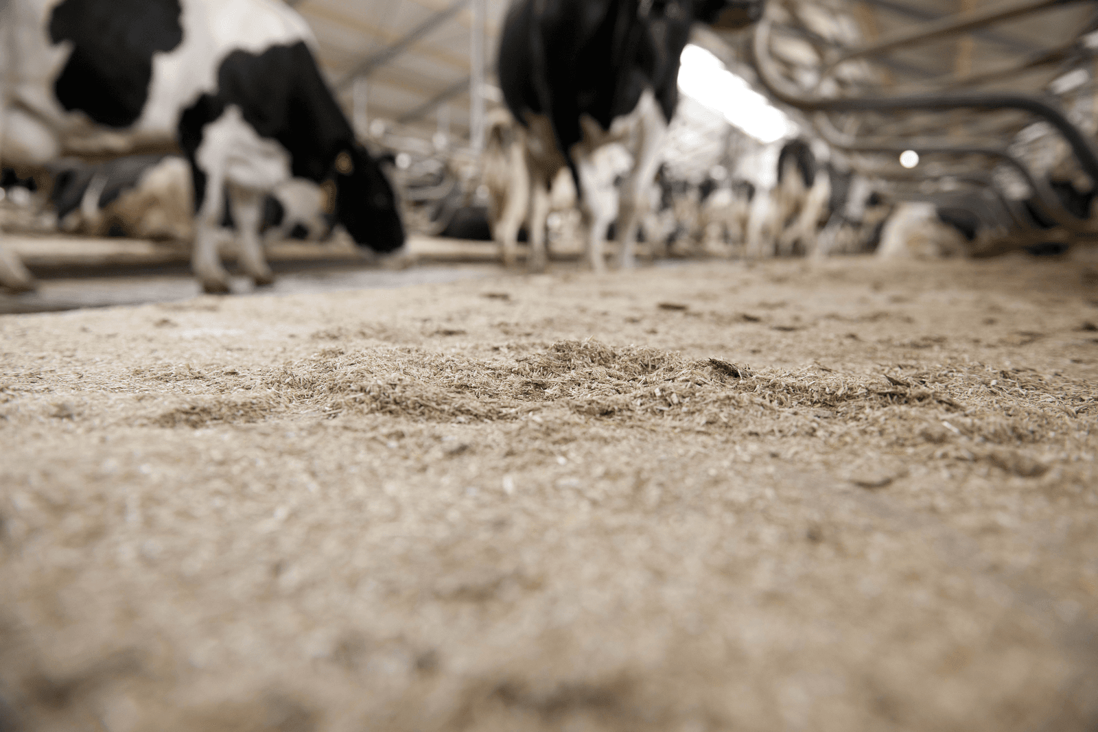 Plan Duurzame Veehouderij gaat in rook op - Foto: Mark Pasveer