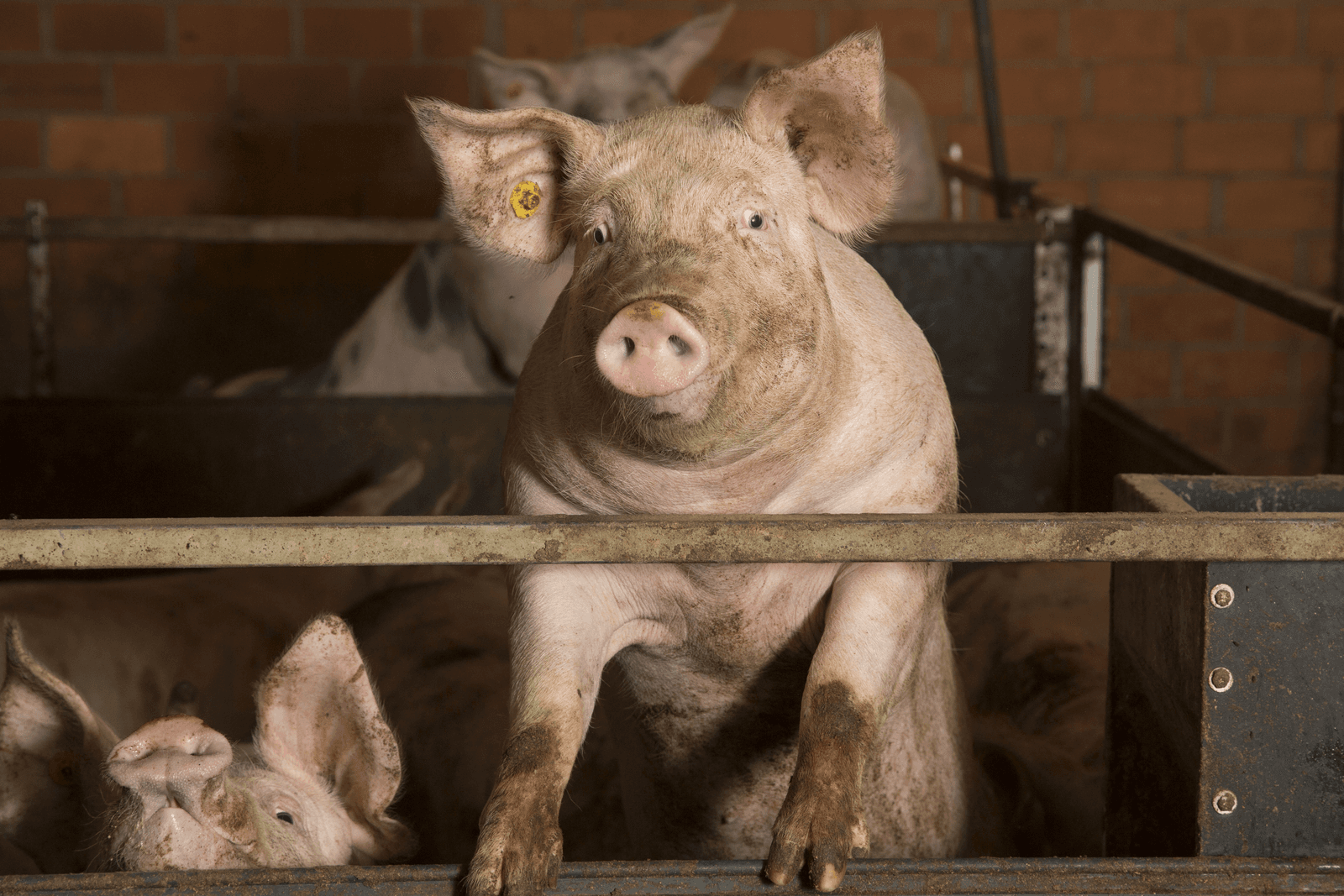 Foto: Koos Groenewold