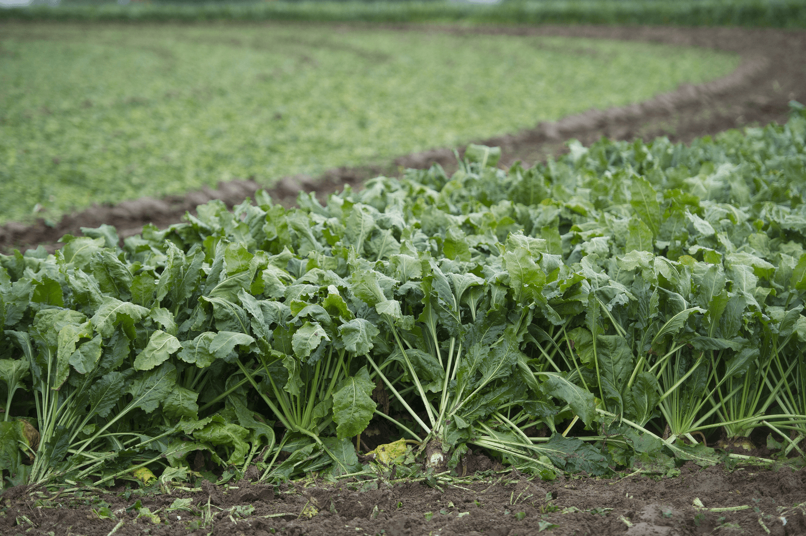Biologisch areaal groeit bijna overal, behalve in Nederland - Foto: Marcel van Hoorn