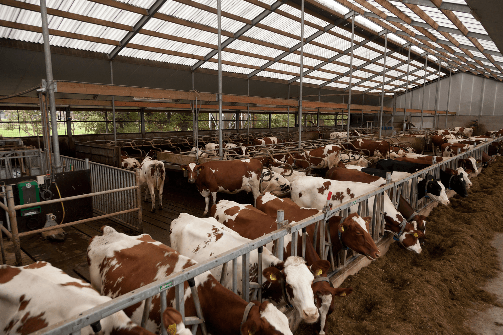 Hoe moet de sector zelf de groei van de melkveehouderij beteugelen? - Foto: Joris Telders