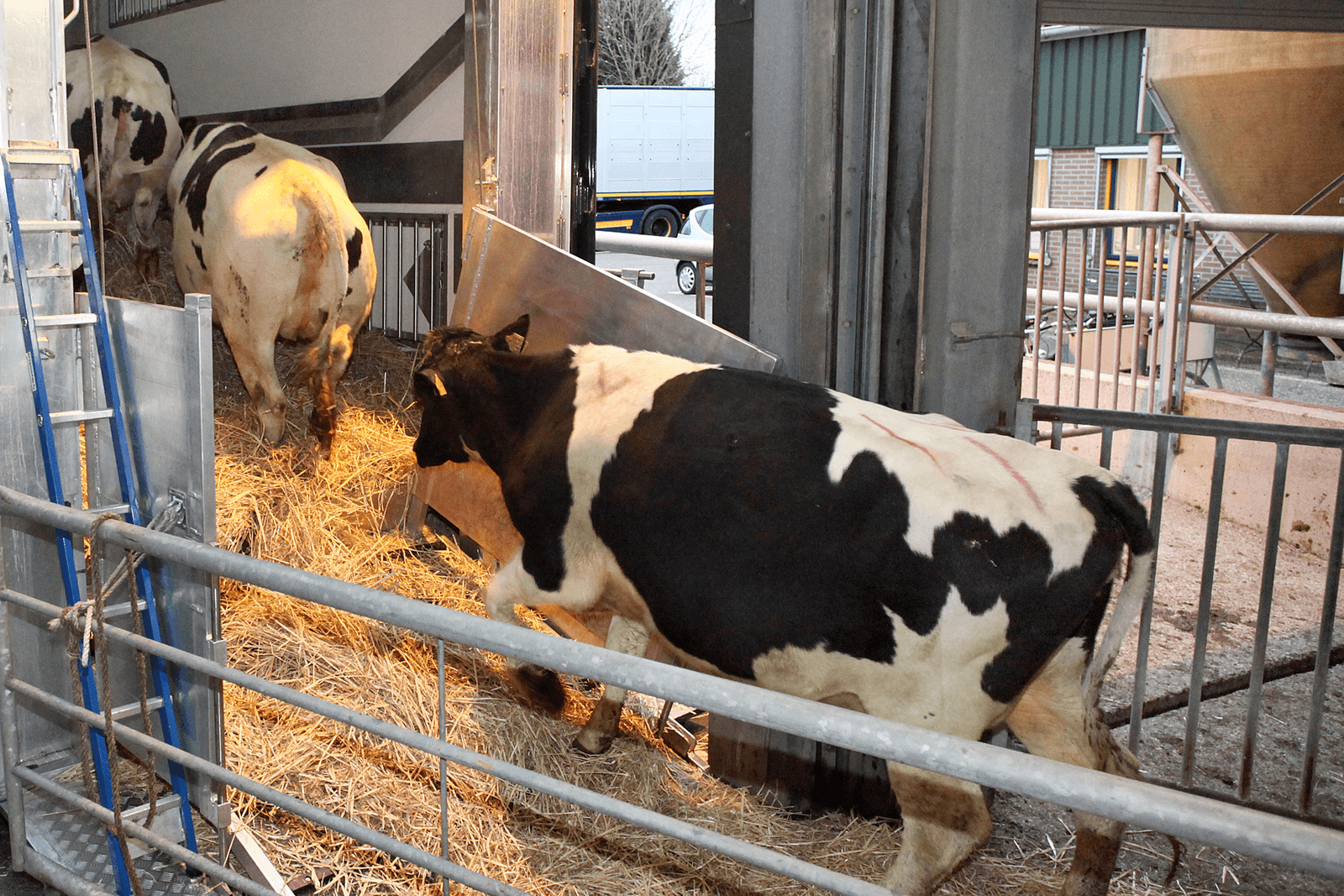 Vee-import piekt tussen maart en juli 2015 - Foto: Ton Kastermans