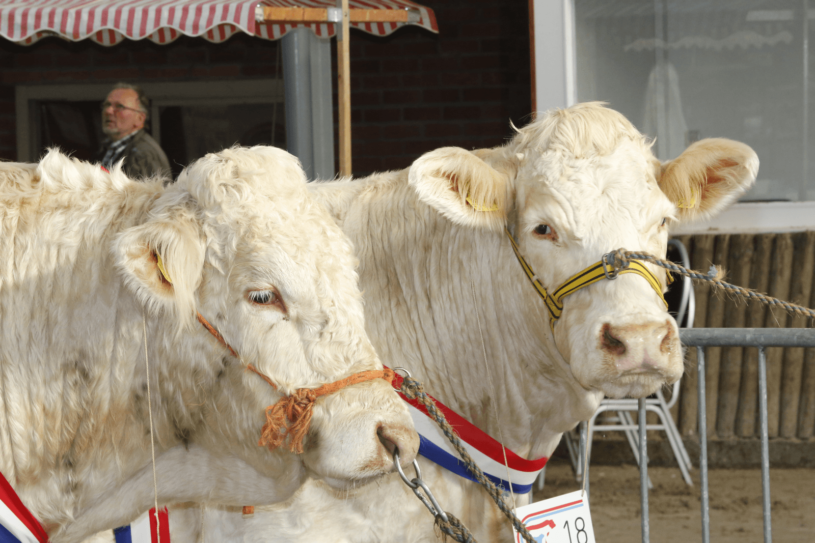 Drie fokkers domineren op keuring in Mariënheem- Foto: Henk Riswick