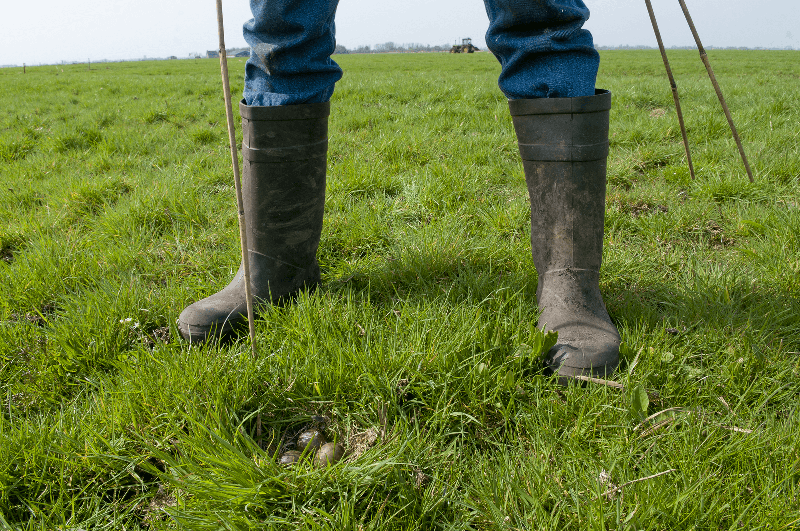 Staatssecretaris Martijn van Dam (Economische Zaken) ziet geen mogelijkheid om het budget voor natuur en de bescherming van weidevogels te verhogen. - Foto: Hans Hut