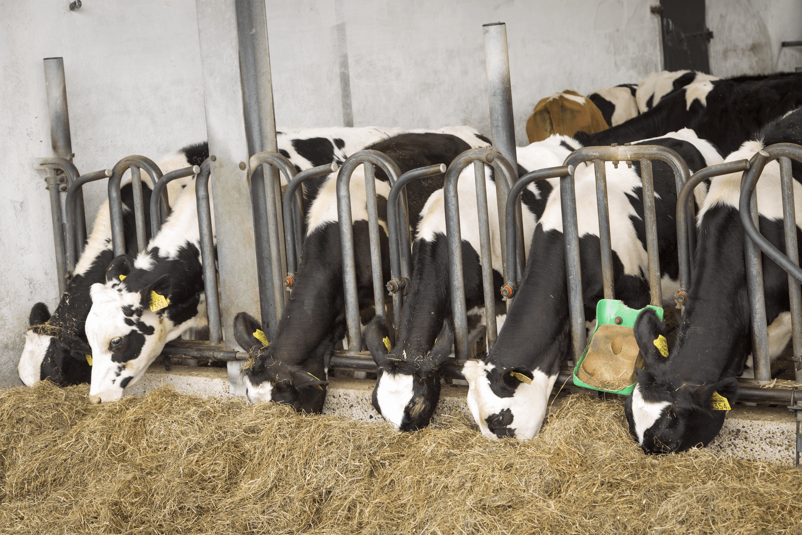 Foto: Koos Groenewold