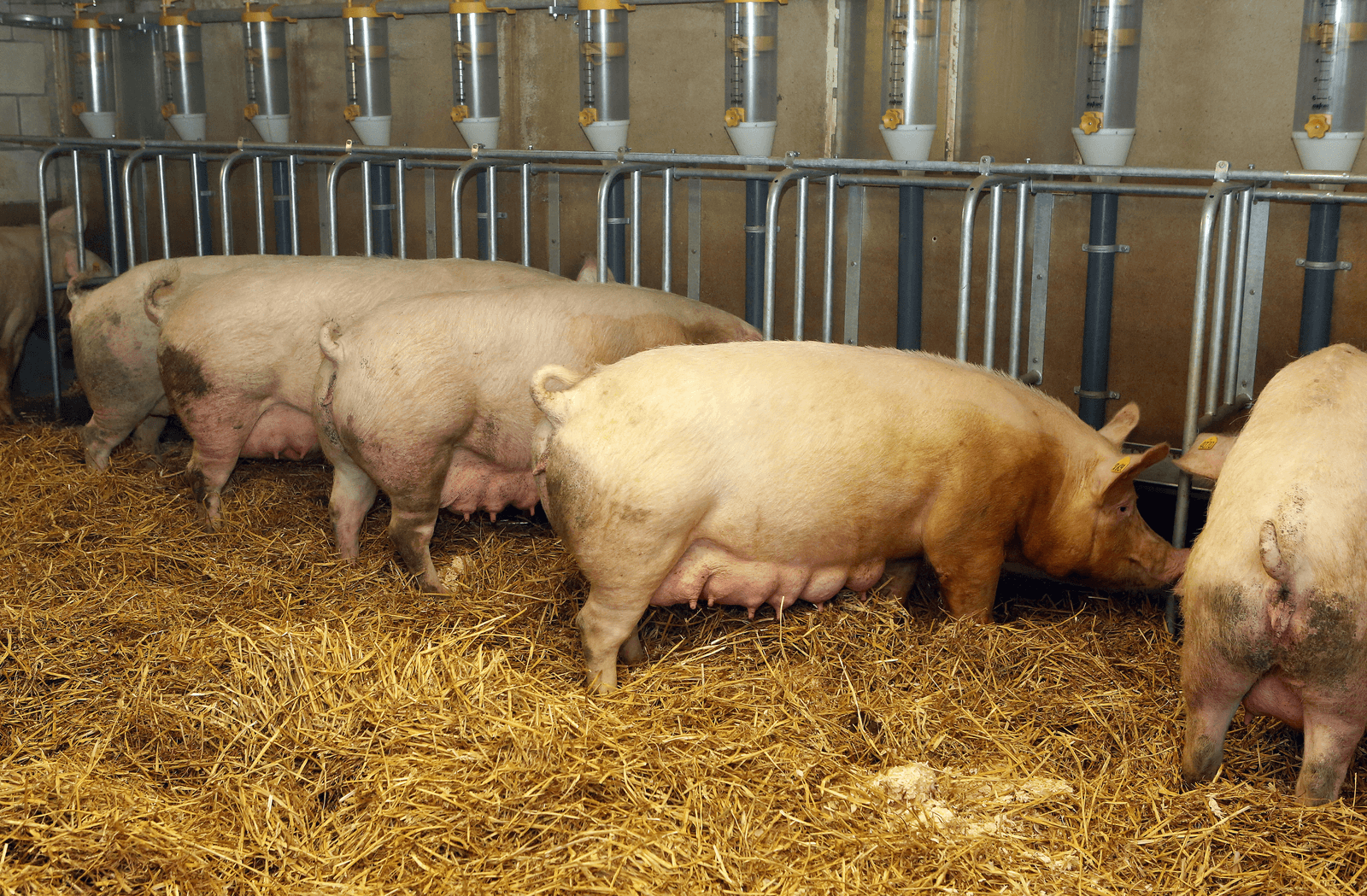 Herstel voor saldo zeugenhouderij - Foto: Henk Riswick