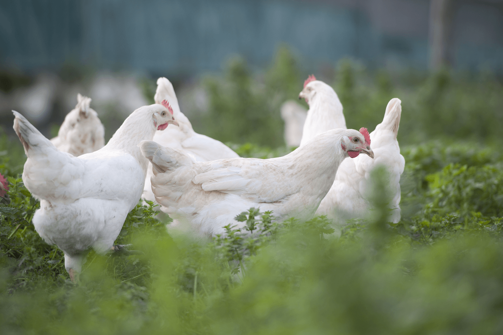 Pluimveevergaderingen geannuleerd - Foto: Mark Pasveer