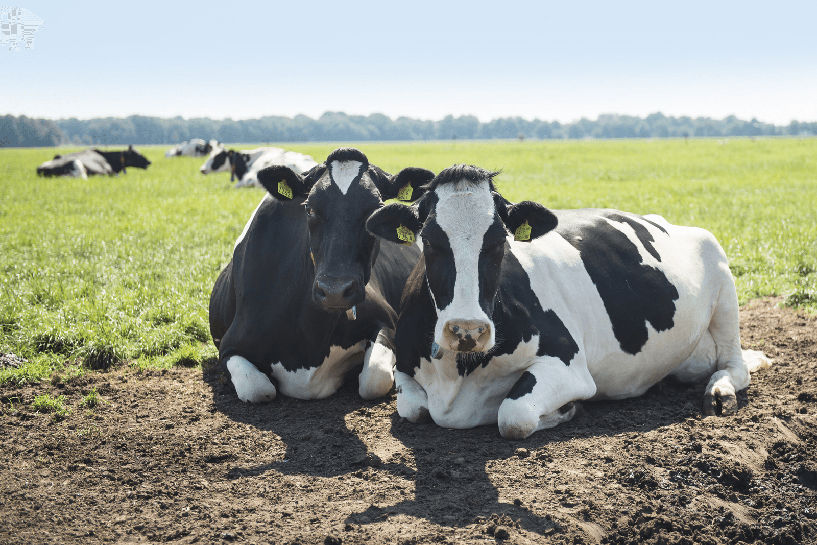 'Zet 2 koeien op 1 hectare om milieuprobleem te tackelen' - Foto: Reina de Vries
