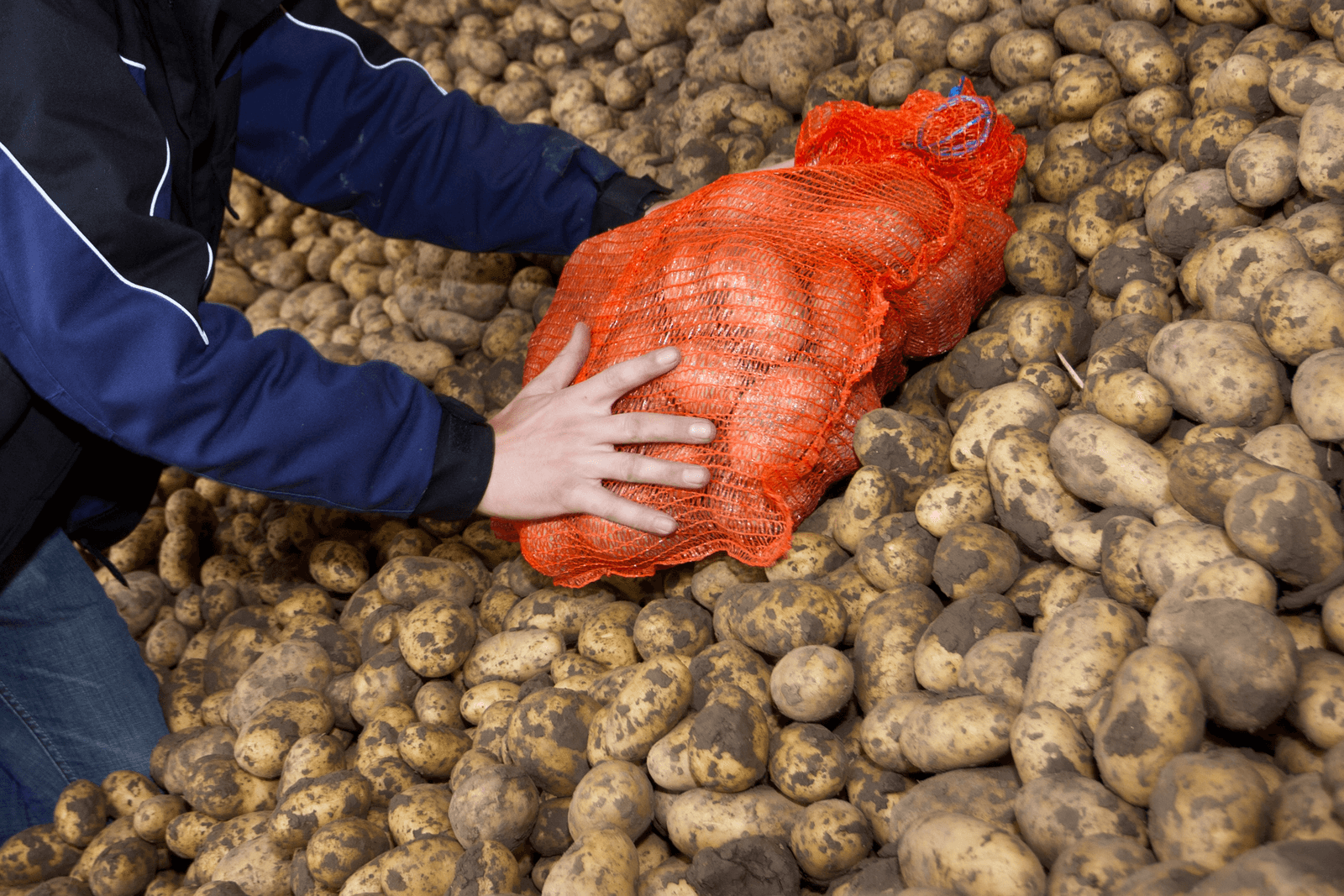 Onderzoek bewaarverliezen aardappel in Zuidwesten - Foto: Peter Roek