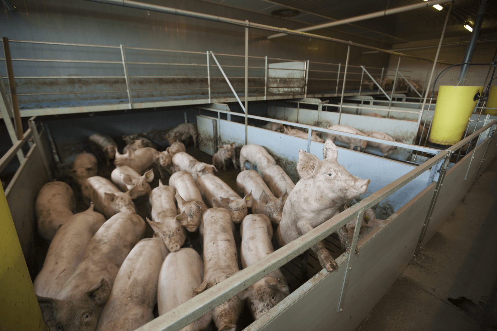 Een fosfaatwet voor melkveehouderij is niet geschikt om de varkens- en pluimveehouderij te korten op productierechten, vinden CDA en ChristenUnie. - Foto: Hans Banus