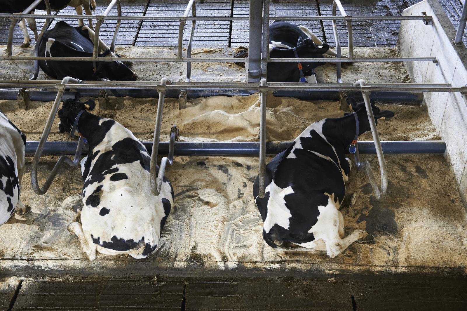CDA en CU: duurzaamheid niet via fosfaatrecht regelen - Foto: Van Assendelft Fotografie