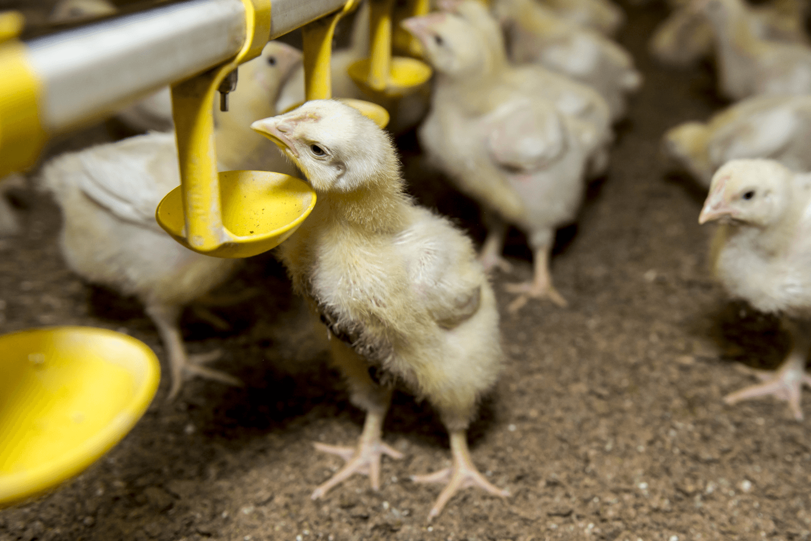 Pluimvee-industrie wil gezamenlijke antibiotica-aanpak - Foto: Reina de Vries