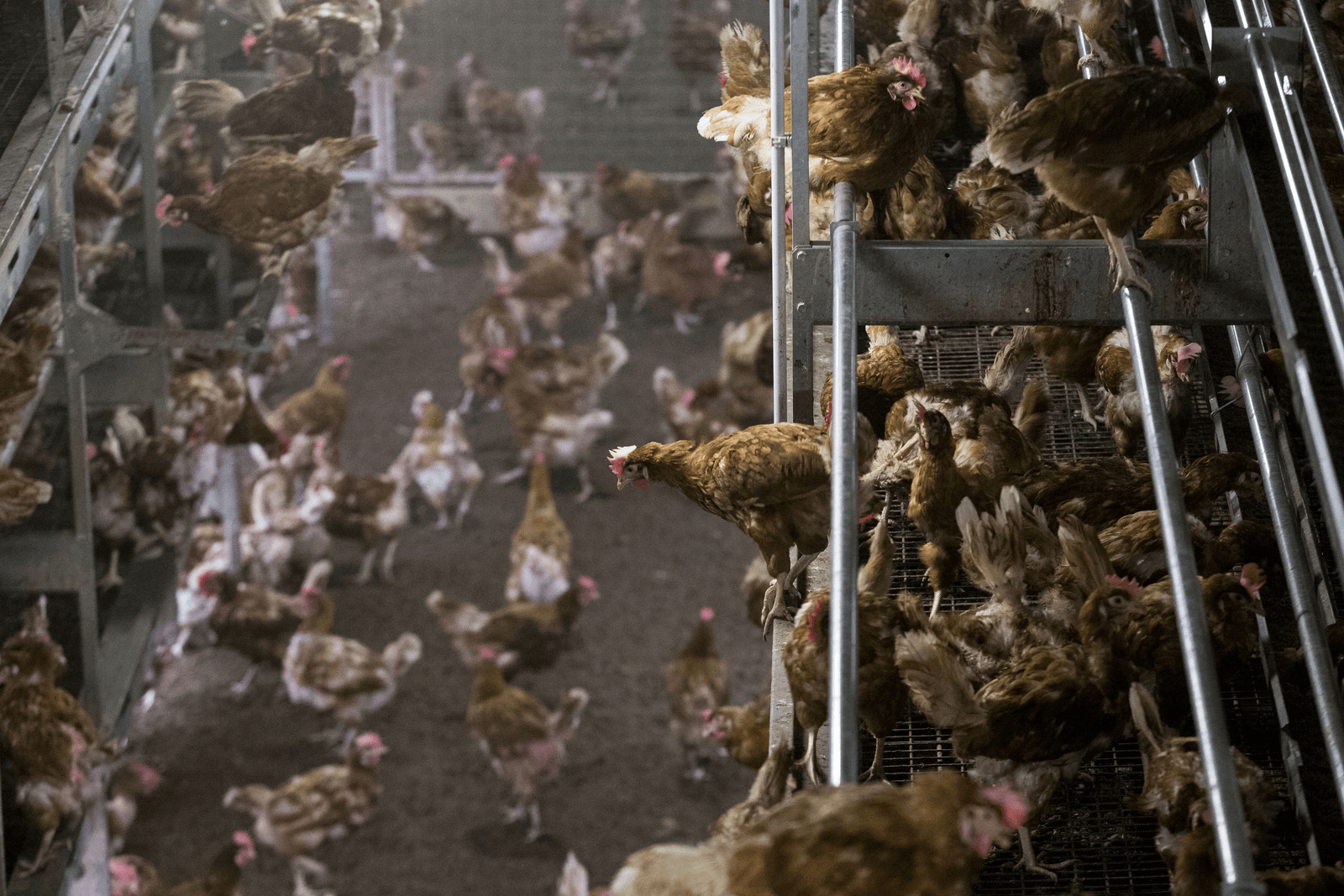 Tijdbom vogelgriep vraagt structurele oplossing - Foto: ANP