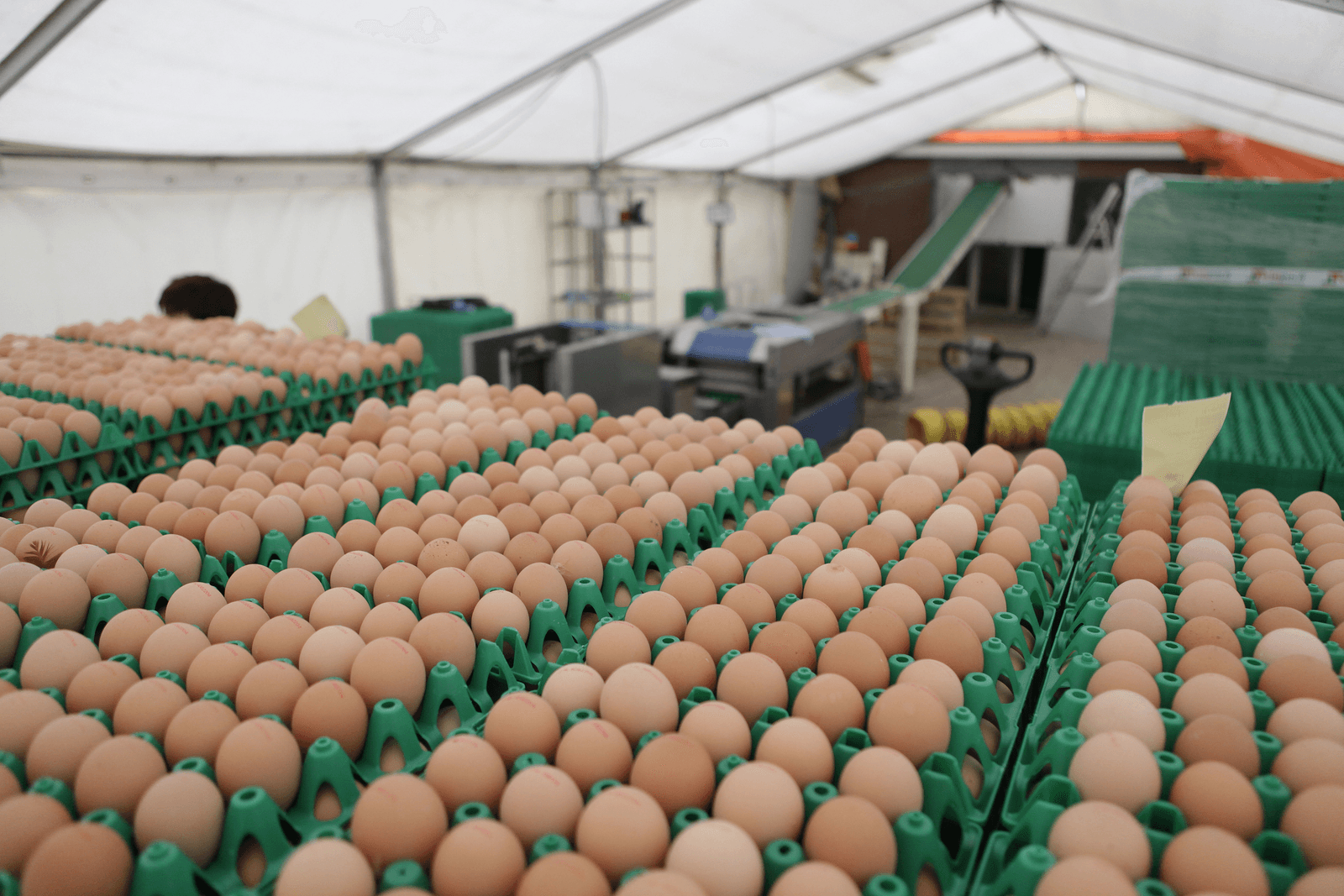 Eierimport omlaag, meeste invoer uit Oekraïne - Foto: Hans Prinsen