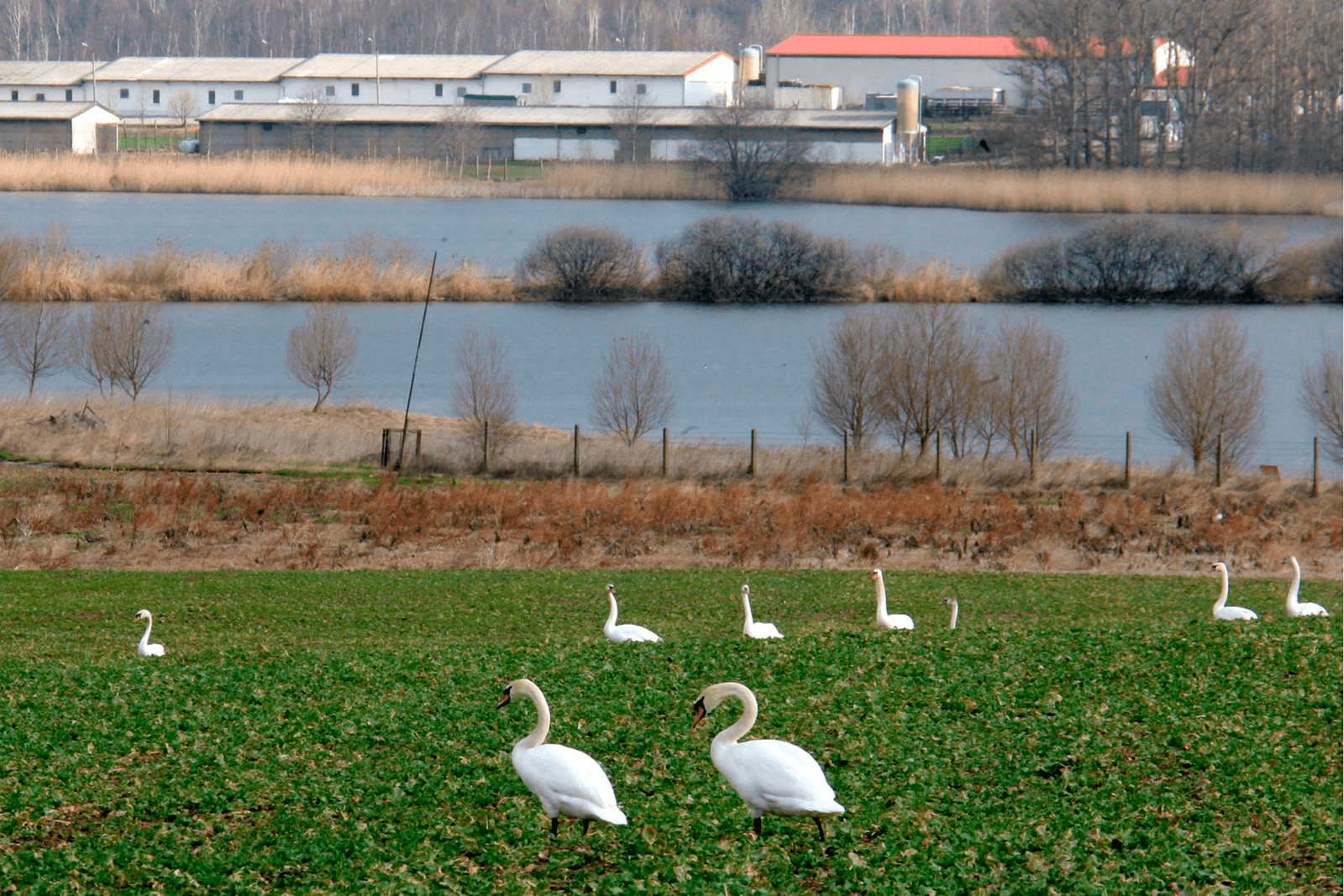 Uitbrakengolf van vogelgriep in Europa - Foto: ANP