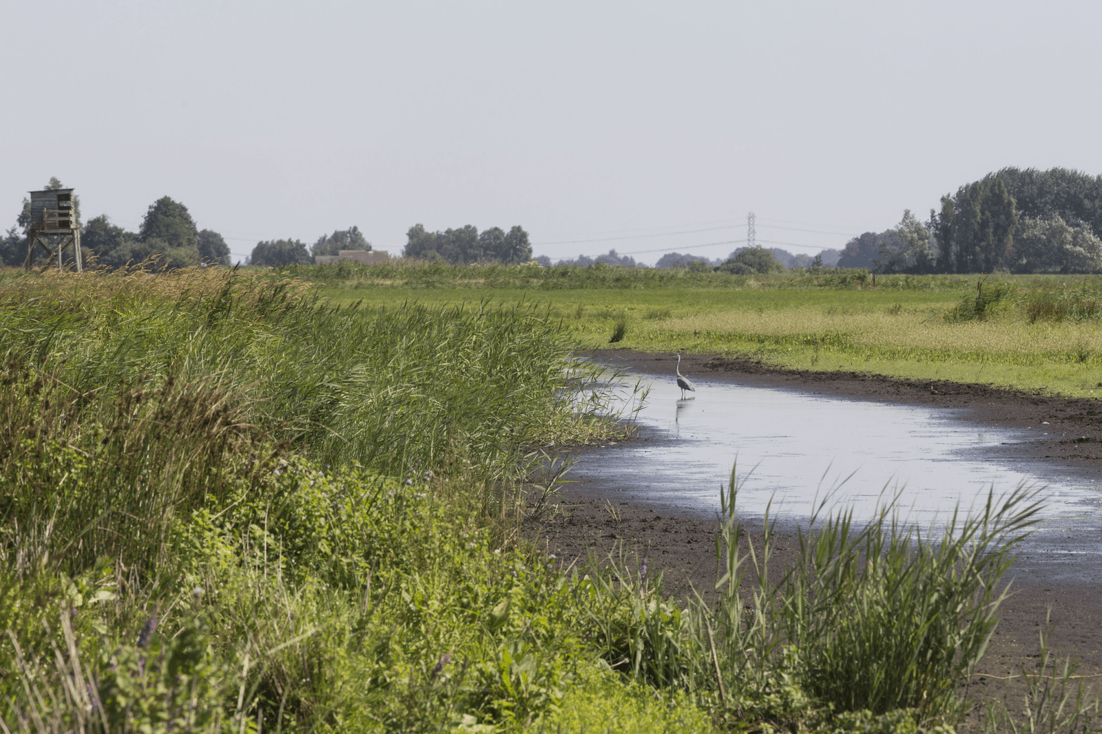 Foto: Koos Groenewold
