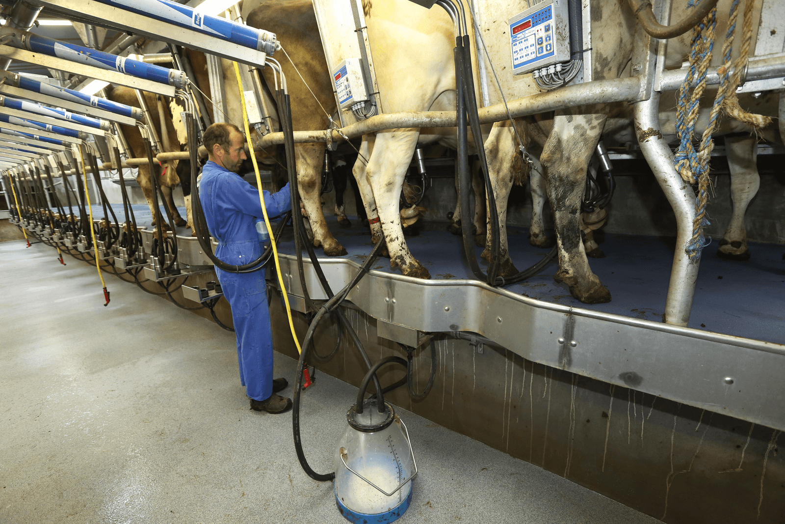 IFCN: lagere kosten maar nog lagere melkprijs - Foto: Henk Riswick