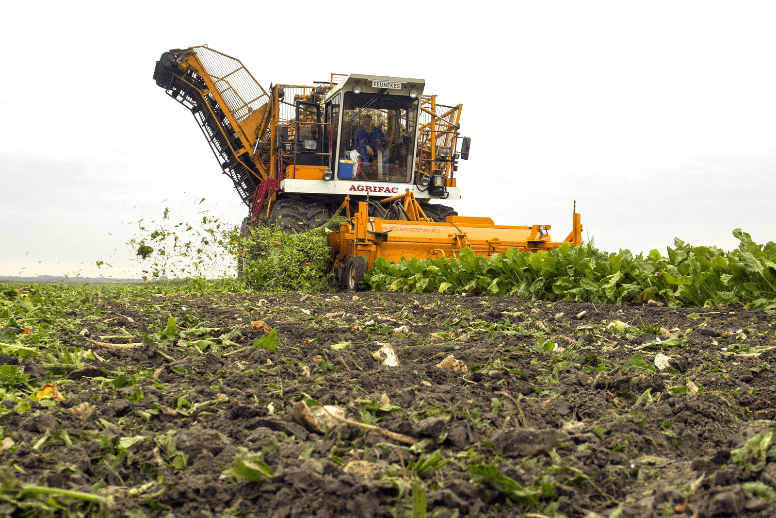 CBS bevestigt lagere opbrengsten aardappel, ui en suikerbiet - Foto: Carin Vos