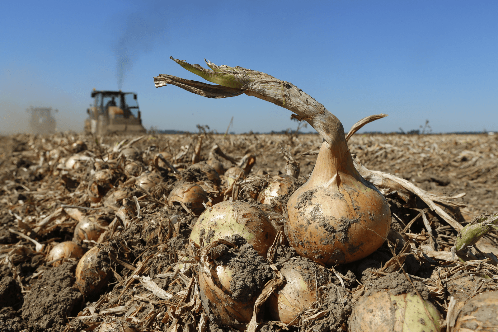 Het aanbod van eerstejaars plantuien voor de teelt van tweedejaars plantuien in 2017 houdt niet over. - Foto: Henk Riswick