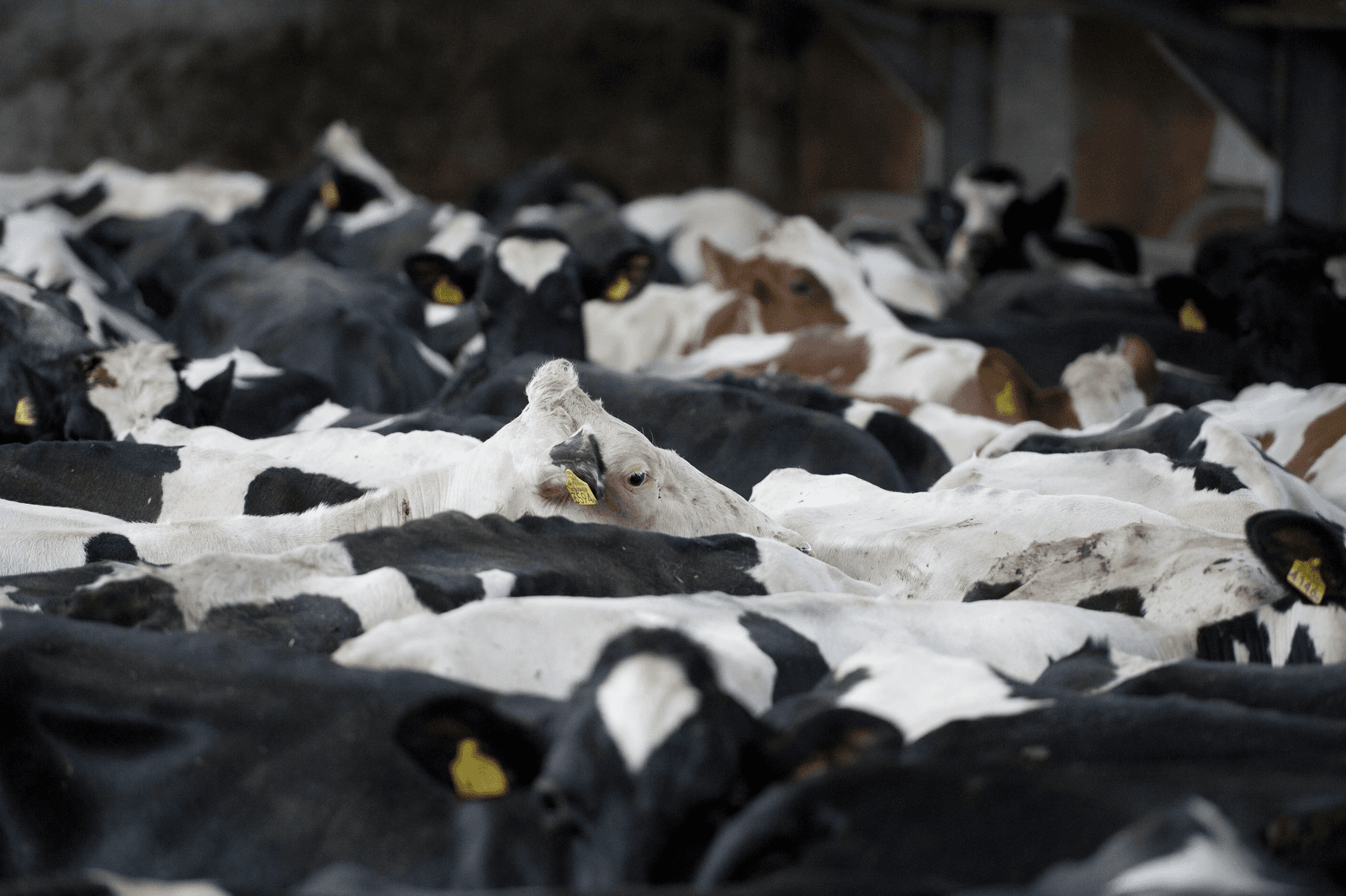 Boerderij-peiling: 70% wil beperking aantal koeien - Foto: Mark Pasveer