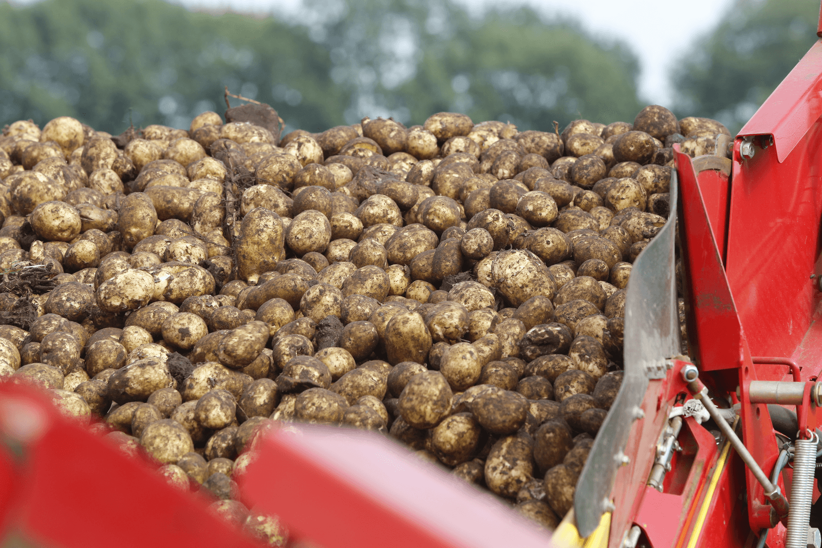 Na de regen verkruimenden de kluiten eindelijk tijdens het rooien en veroorzaakten geen rooibeschadigingen en stootblauw meer. - Foto: Henk Riswick