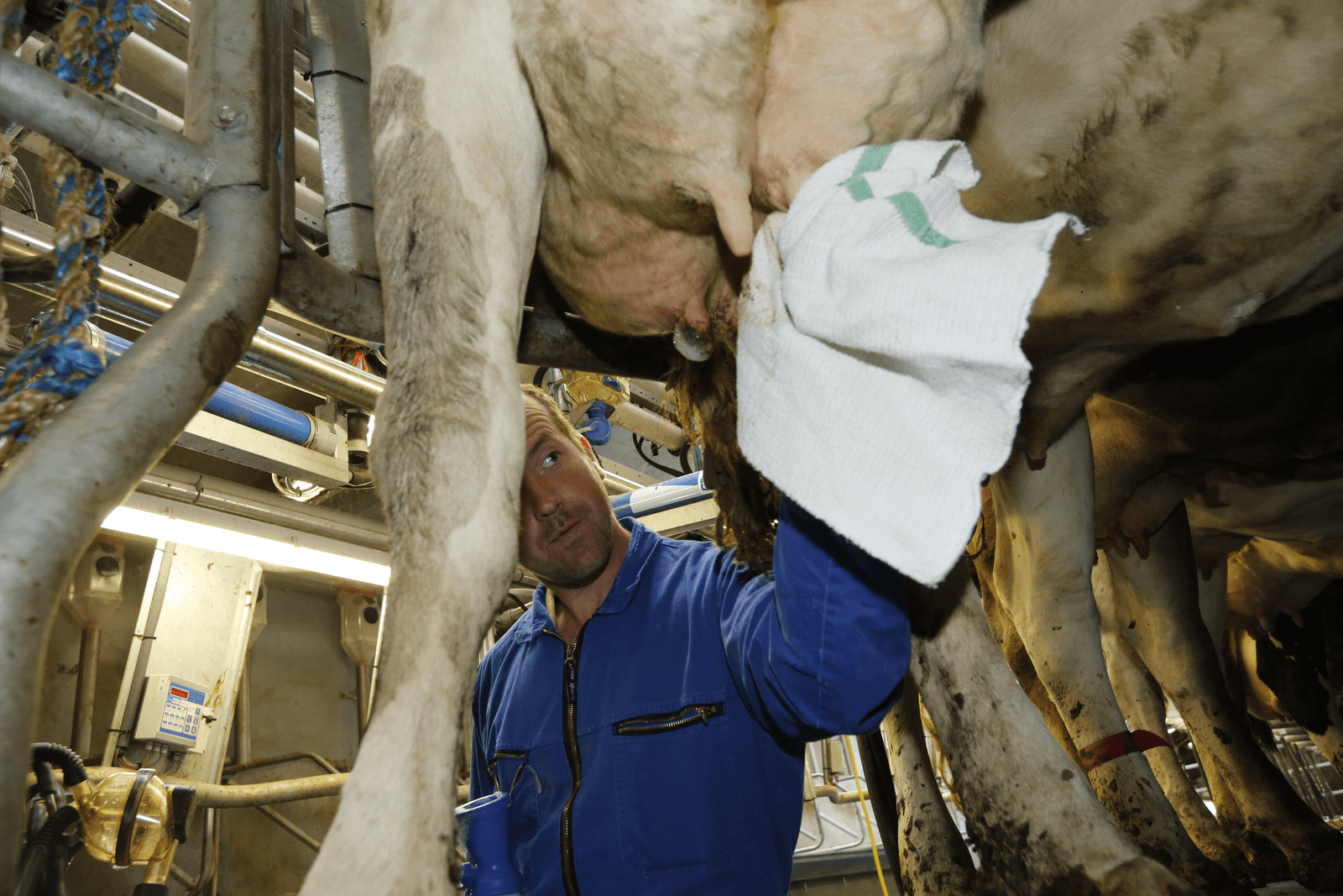 Meer gezonde melk met ( minder zwaar geschut - Foto: Henk Riswick