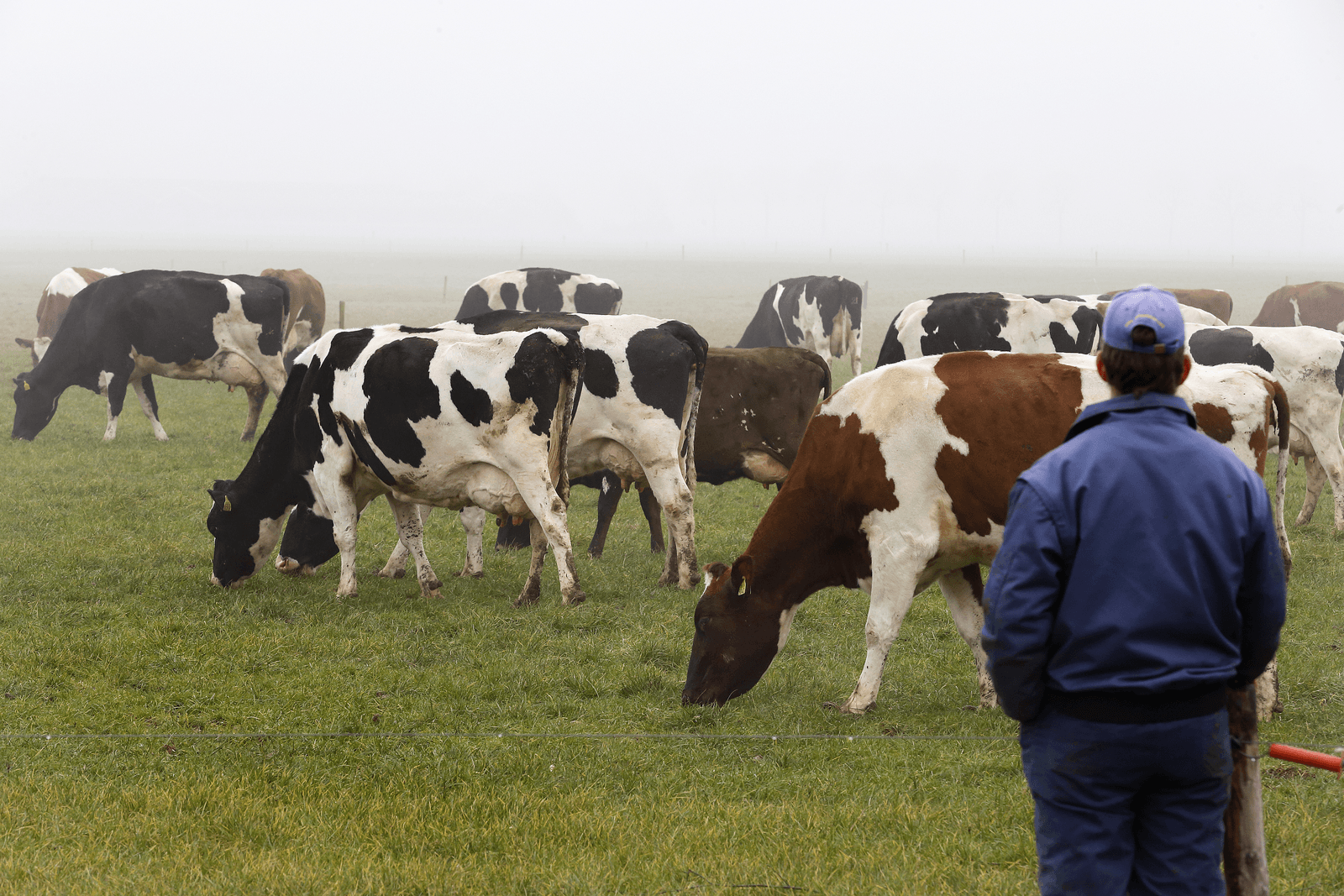 Boerderij heeft het rekenmodel voor grondeisen melkvee aangepast. Hiermee kunt u eenvoudig de gevolgen van AMvB Grondgebonden groei voor uw bedrijf doorrekenen. - Foto: Hans Prinsen