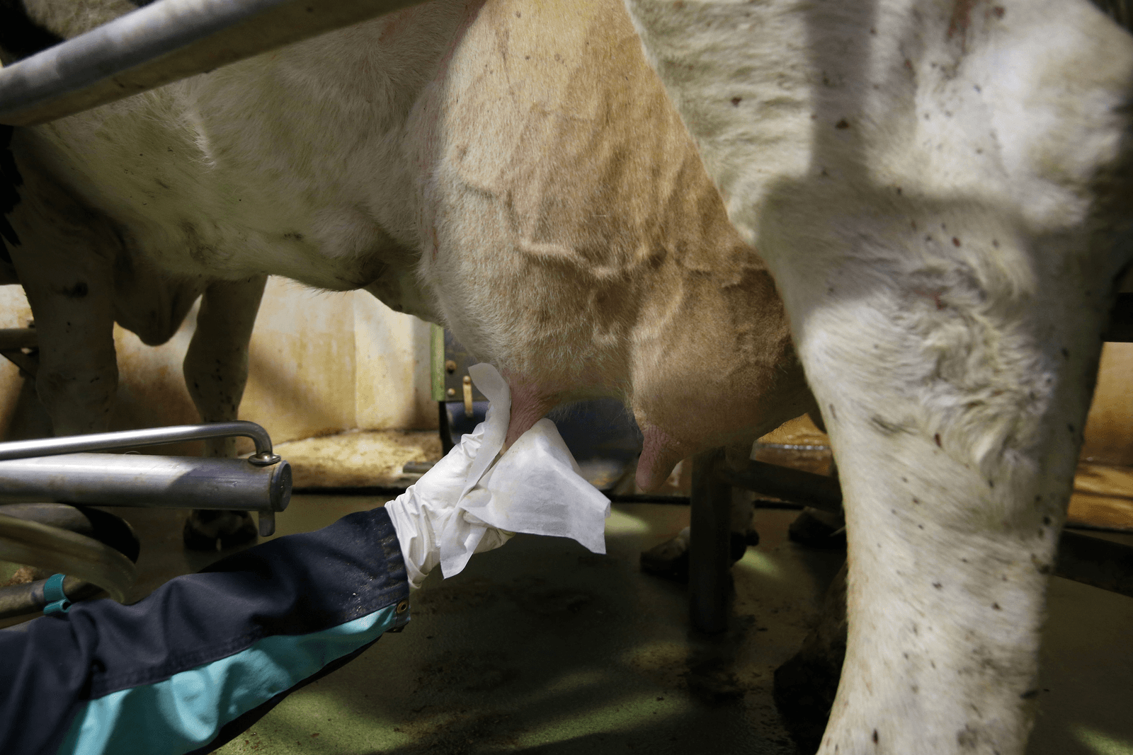 Europese bevolking wil geen vuil werk meer doen - Foto: Bert Jansen