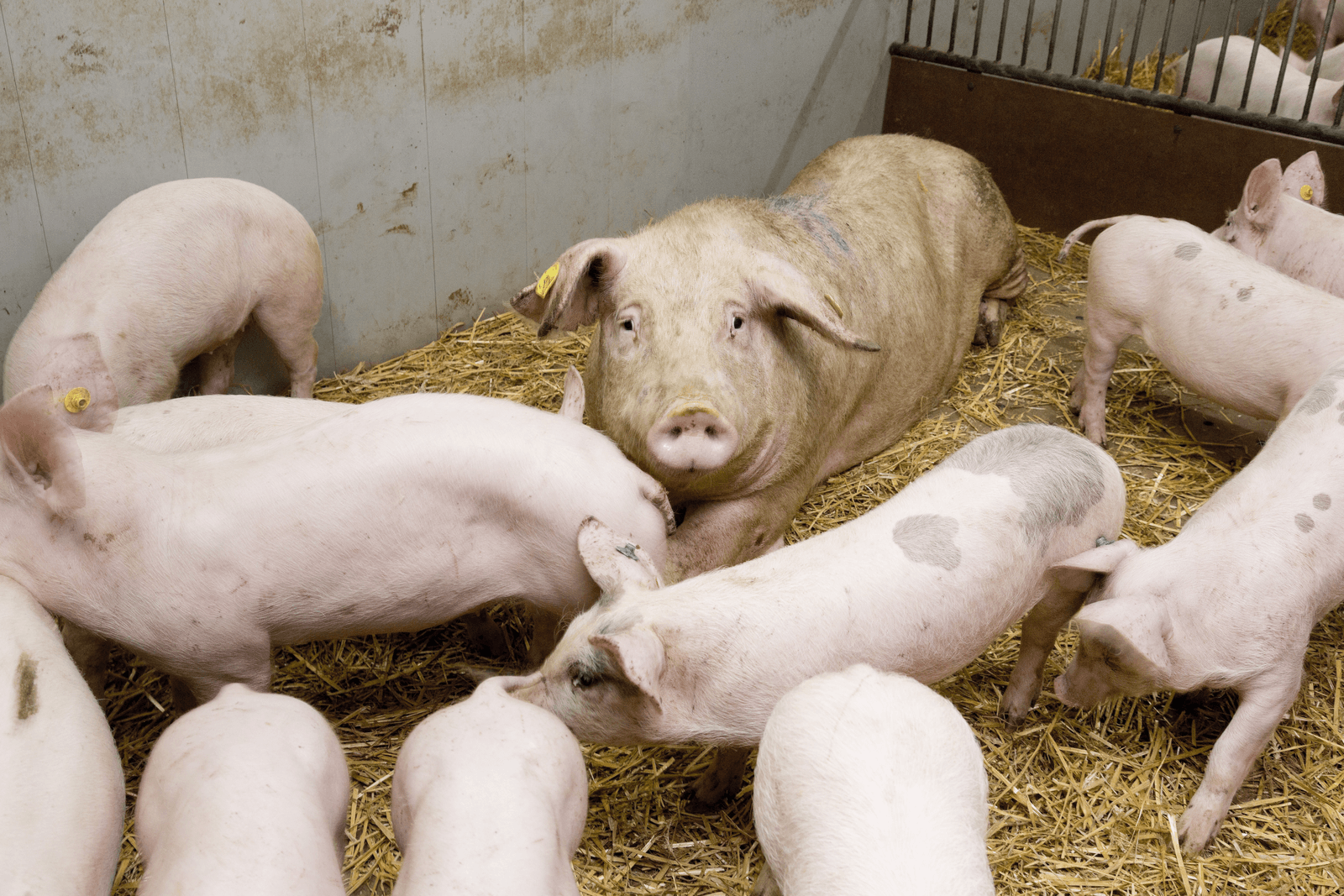 Kwart meer dieren onder Beter Leven-keurmerk - Foto: Bart Nijs