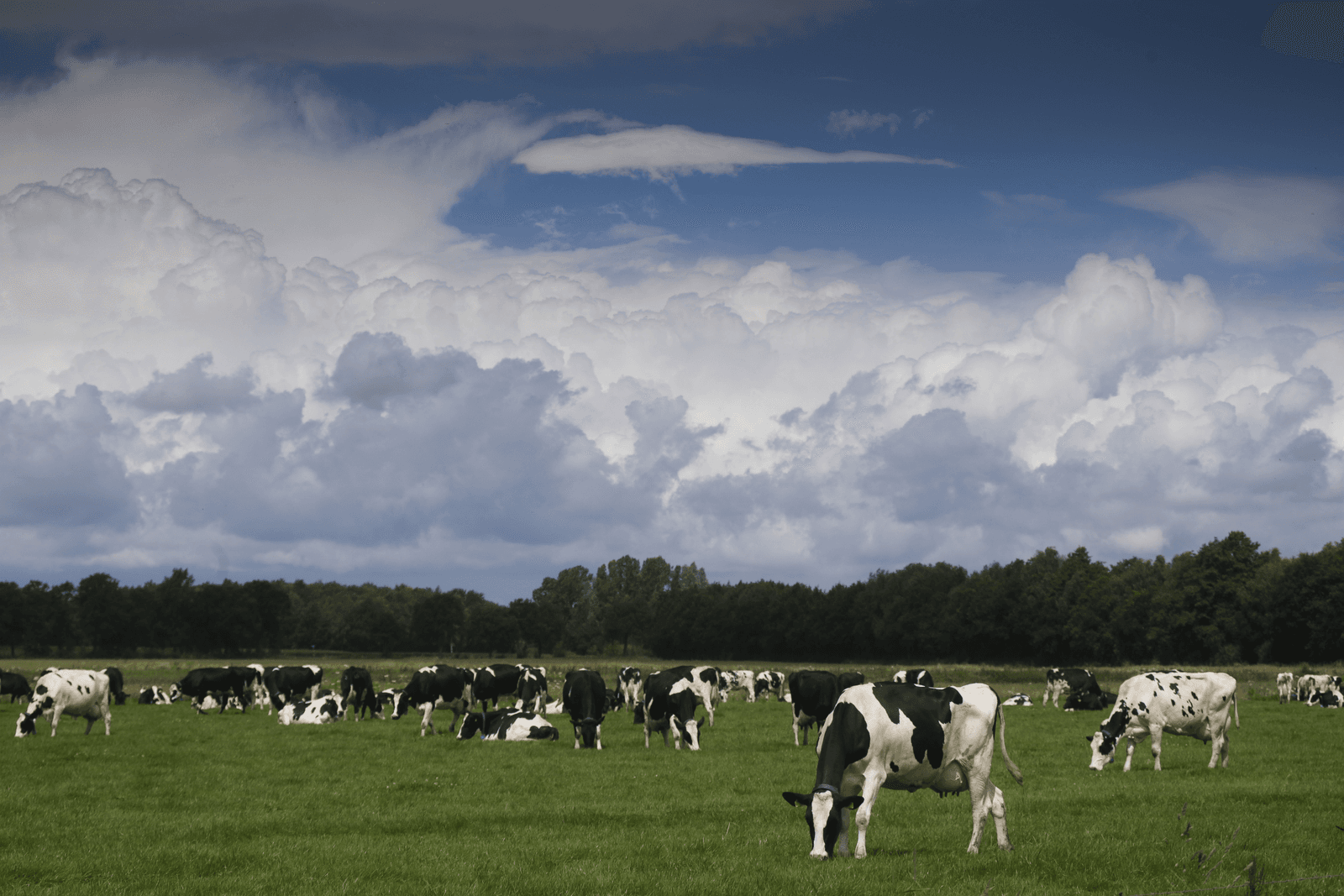 De stapeling van regelgeving voor melkveehouders is volgens Flynth onnodig fors, daarom pleit de accountant voor het afschaffen van de grondgebondenheidsregels - Foto: Jan Willem van Vliet