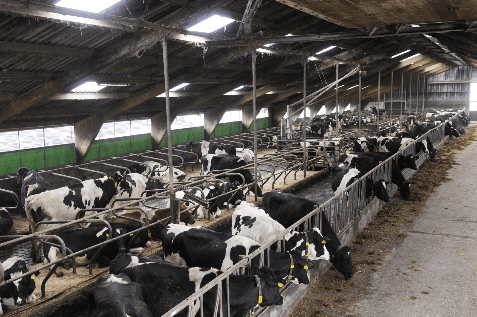 Ministerie: geen extra veemutaties rond peildatum fosfaatrechten - Foto: Fotostudio Wick Natzijl