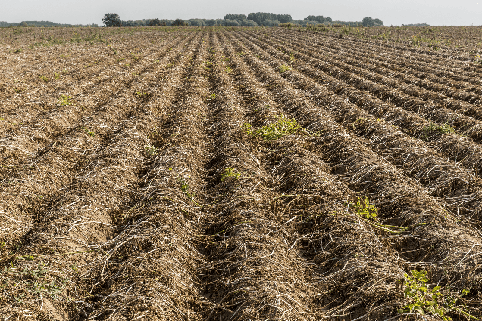 Veel aardappelen in het oosten van België zitten nog in de grond. Telers zijn pas na de regenval van deze week gestart met rooien. - Foto: Koos Groenewold