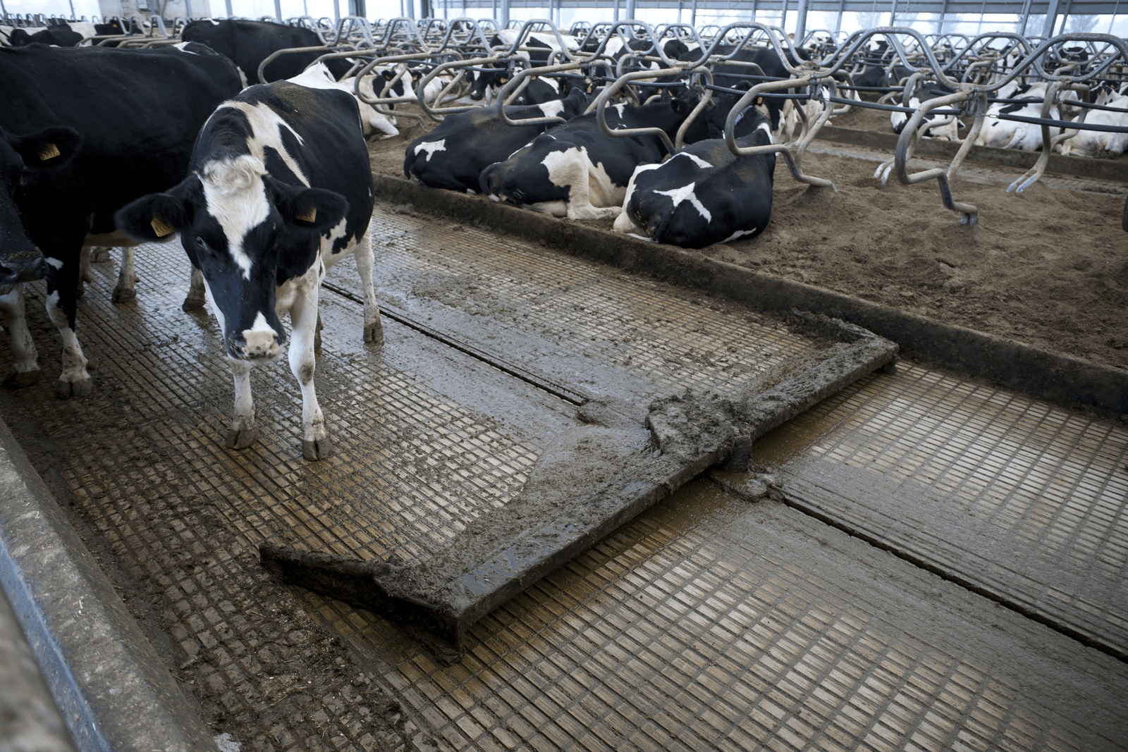 Kringloopwijzer op zijn vroegst in 2018 bruikbaar voor fosfaatrechten - Foto: Hans Banus