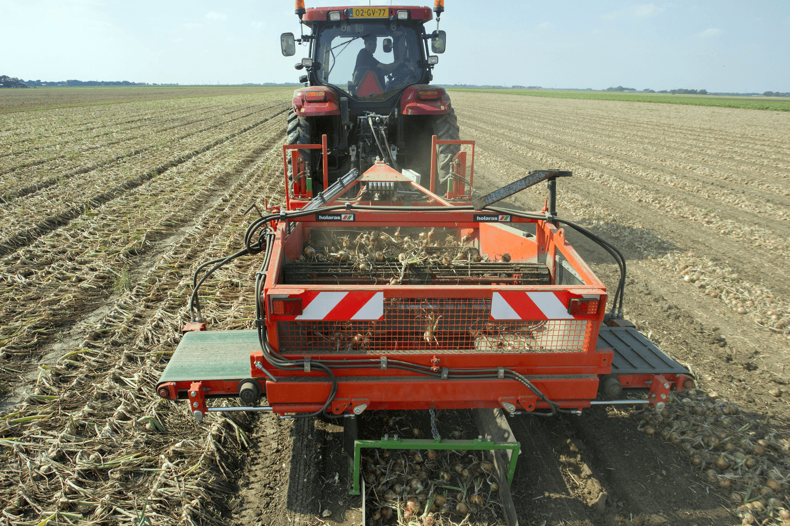 Uien rooien. De oogst is over vrijwel de hele linie prima. - Foto: Koos van der Spek