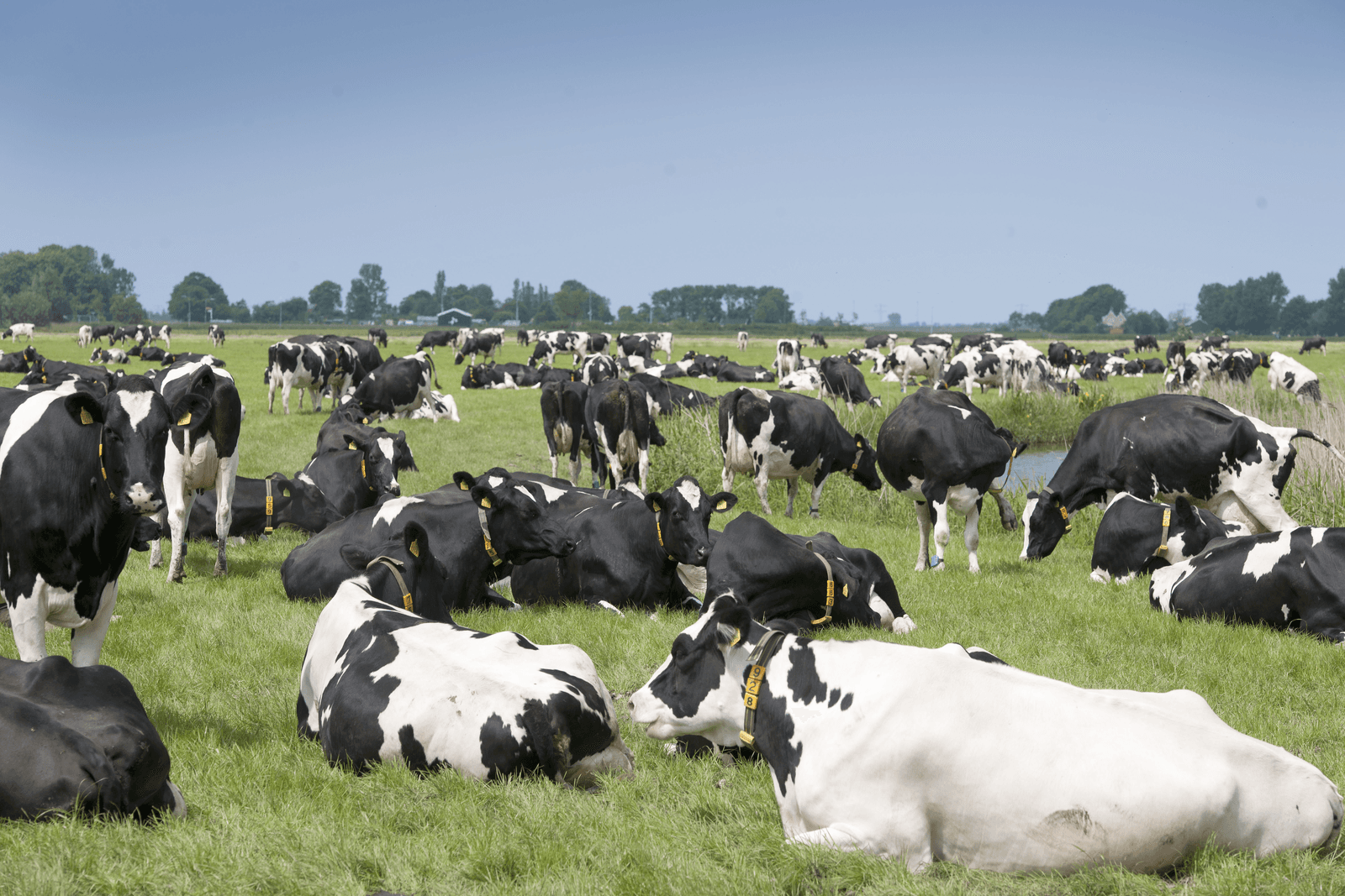 De groei van de melkveestapel is voorlopig een gepasseerd station. <br /><em>Foto: Mark Pasveer</em>